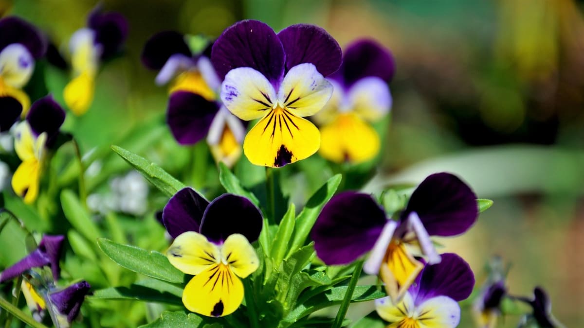 Violka trojbarevná je krásná kytička i léčivá bylinka. Pomáhá hlavně při kašli a kožních chorobách