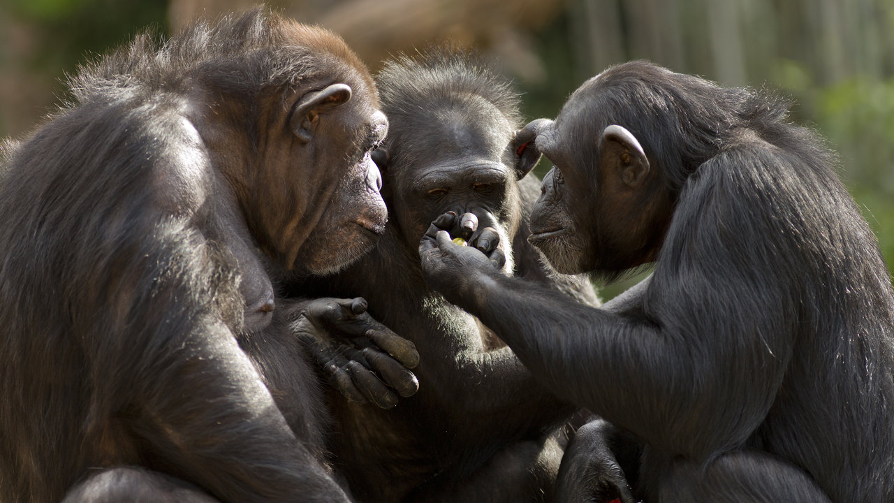 Šimpanzi - nejbližší příbuzní člověka
