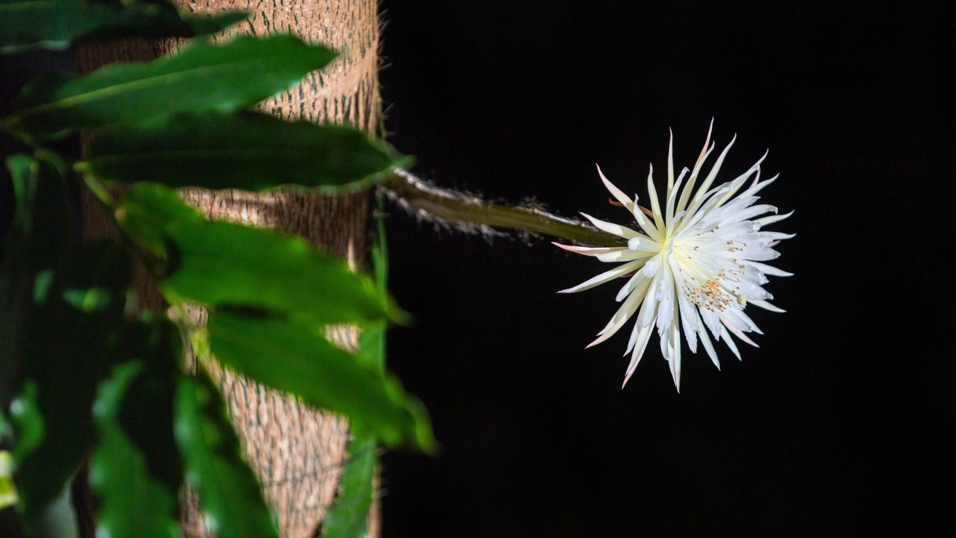 Květ Selenicereus wittii