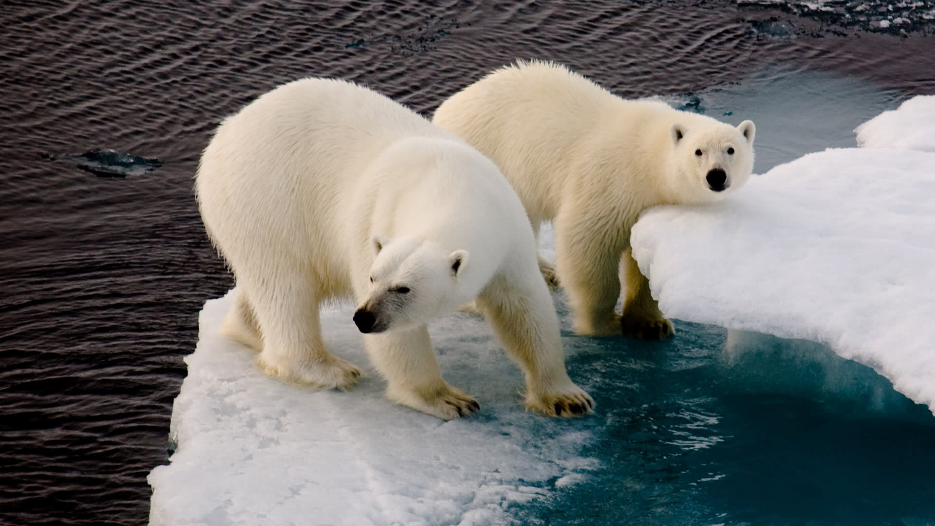 Přežijí lední medvědi rok 2100?