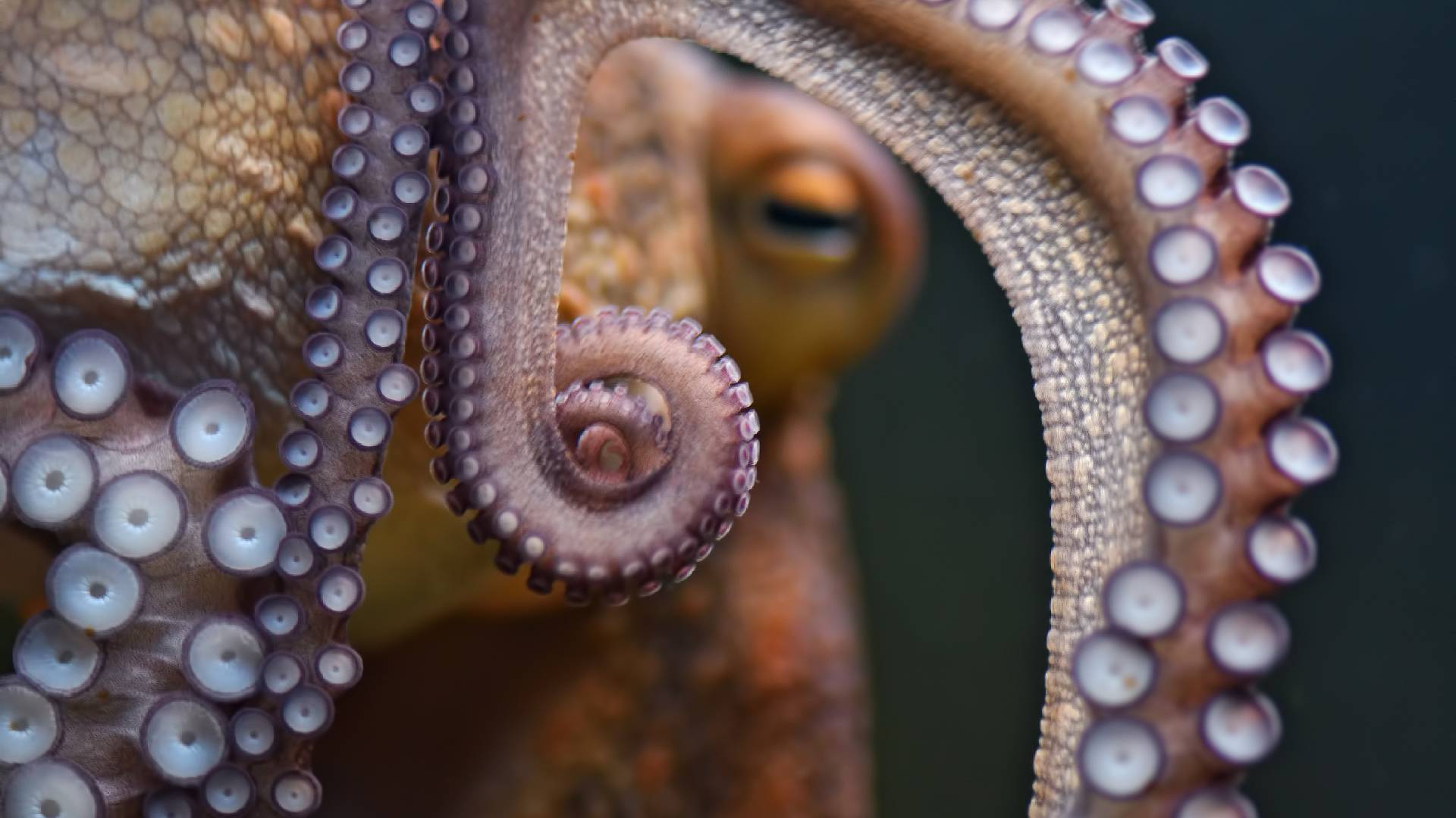 Chobotnice mají tendenci lovit naslepo a strkat chapadla do děr a štěrbin