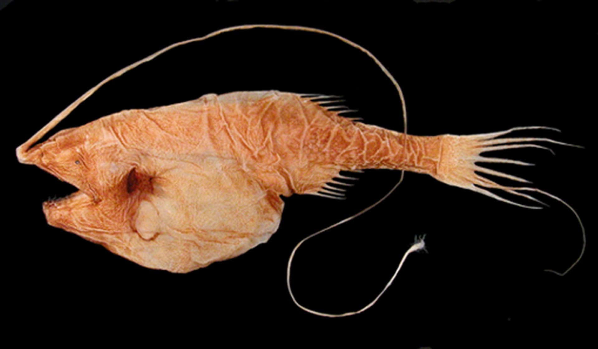 hlubokomořská ryba rodu Gigantactis
