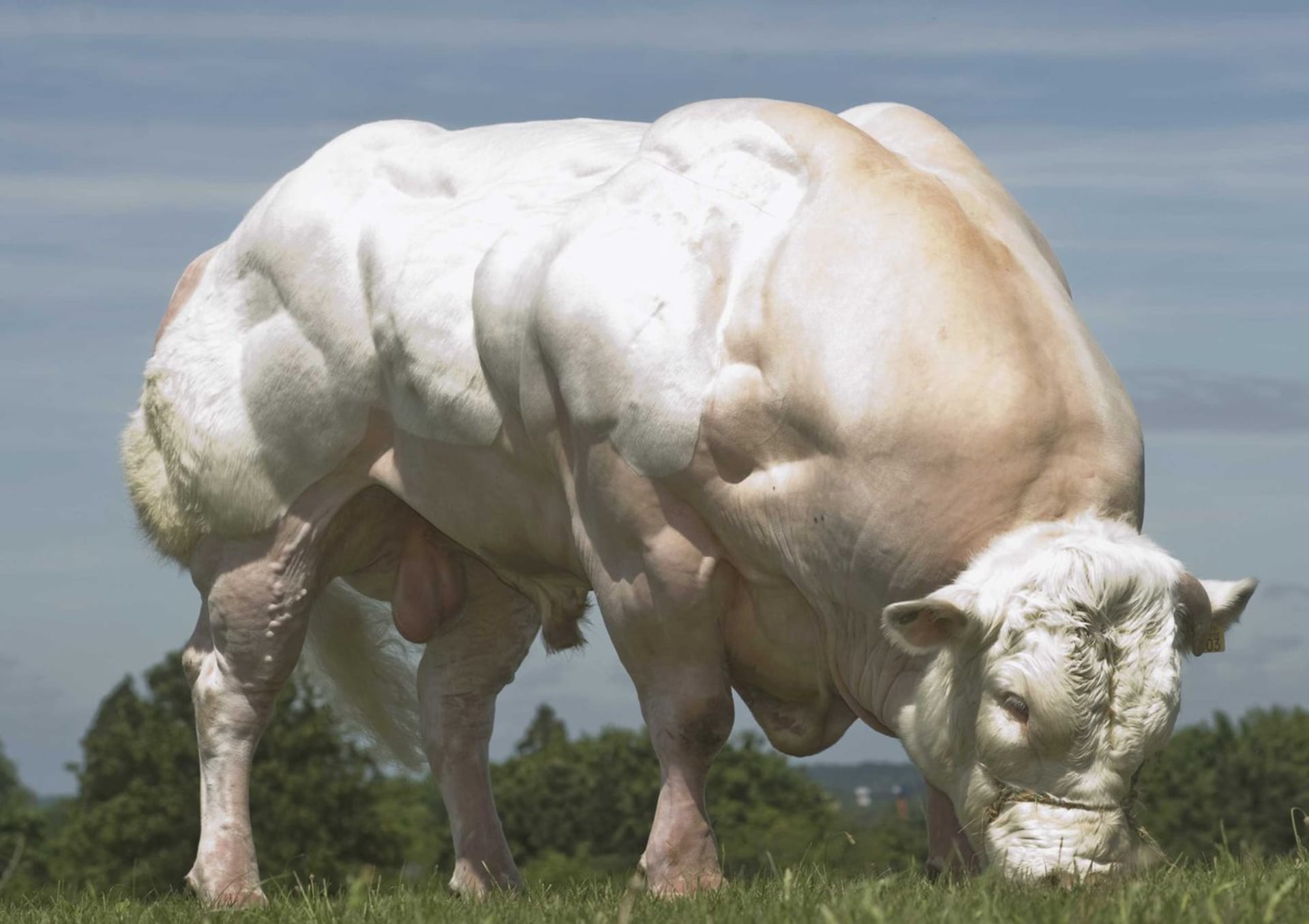 Belgická modrá: toto plemeno krav není ukázkou týrání ani genetických experimentů. Takové prostě jsou...