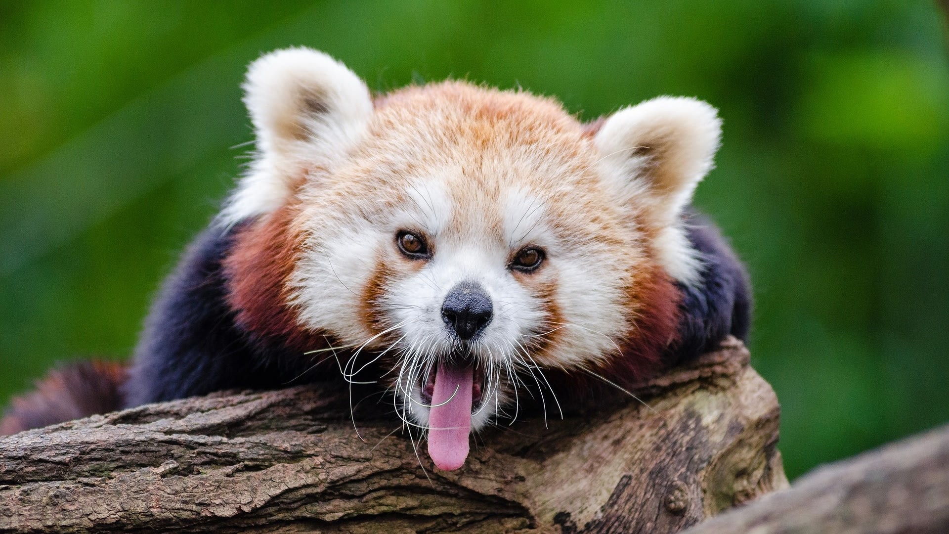Zívající panda červená