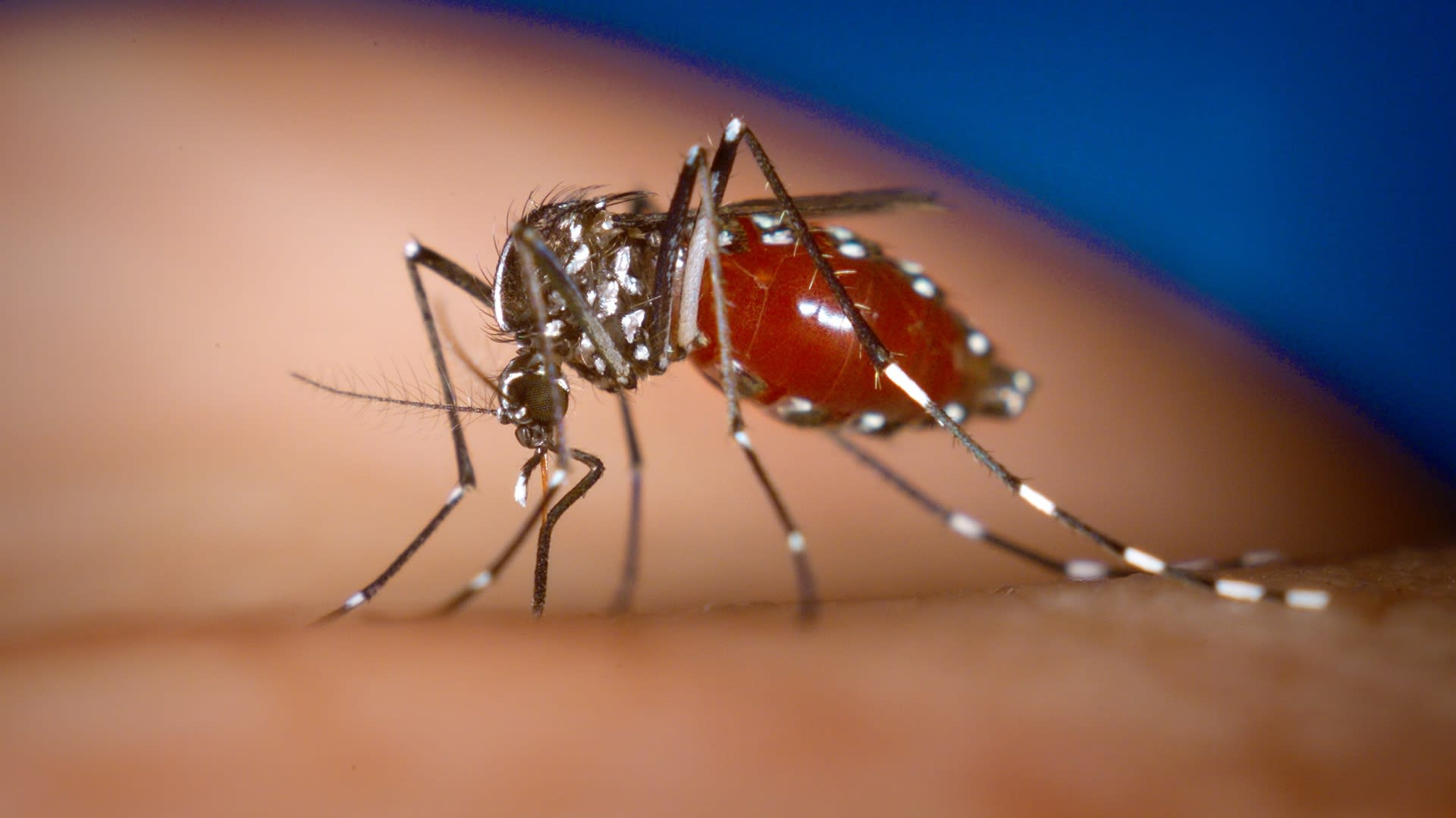 Komár tygrovaný, Aedes albopictus