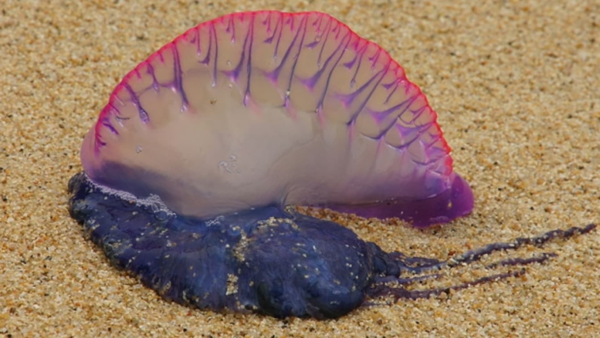 Obří medúza přezdívaná portugalská galéra měří s chapadly až 30 metrů. FOTO: Wikinedia Commons