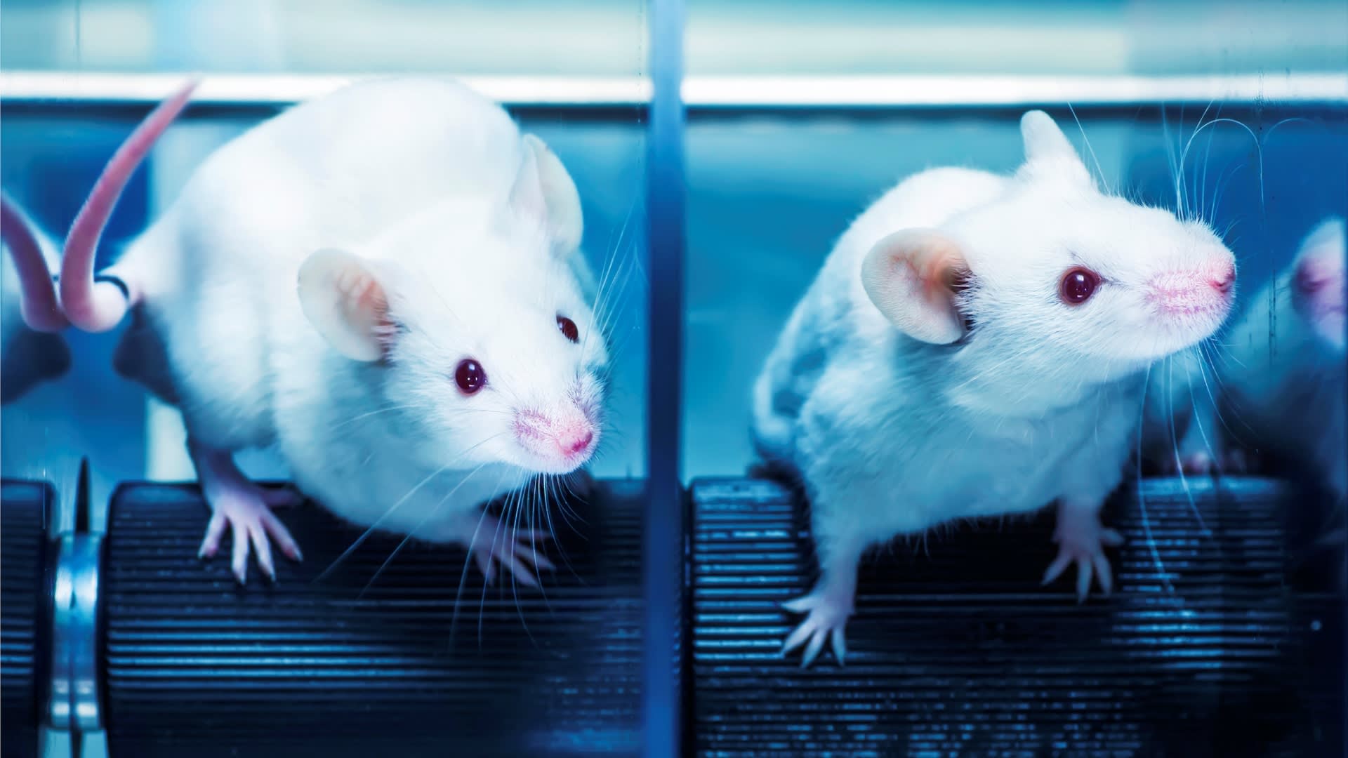 Experimenty na krysách i myších nám mohou říct hodně i o naší civilizaci.