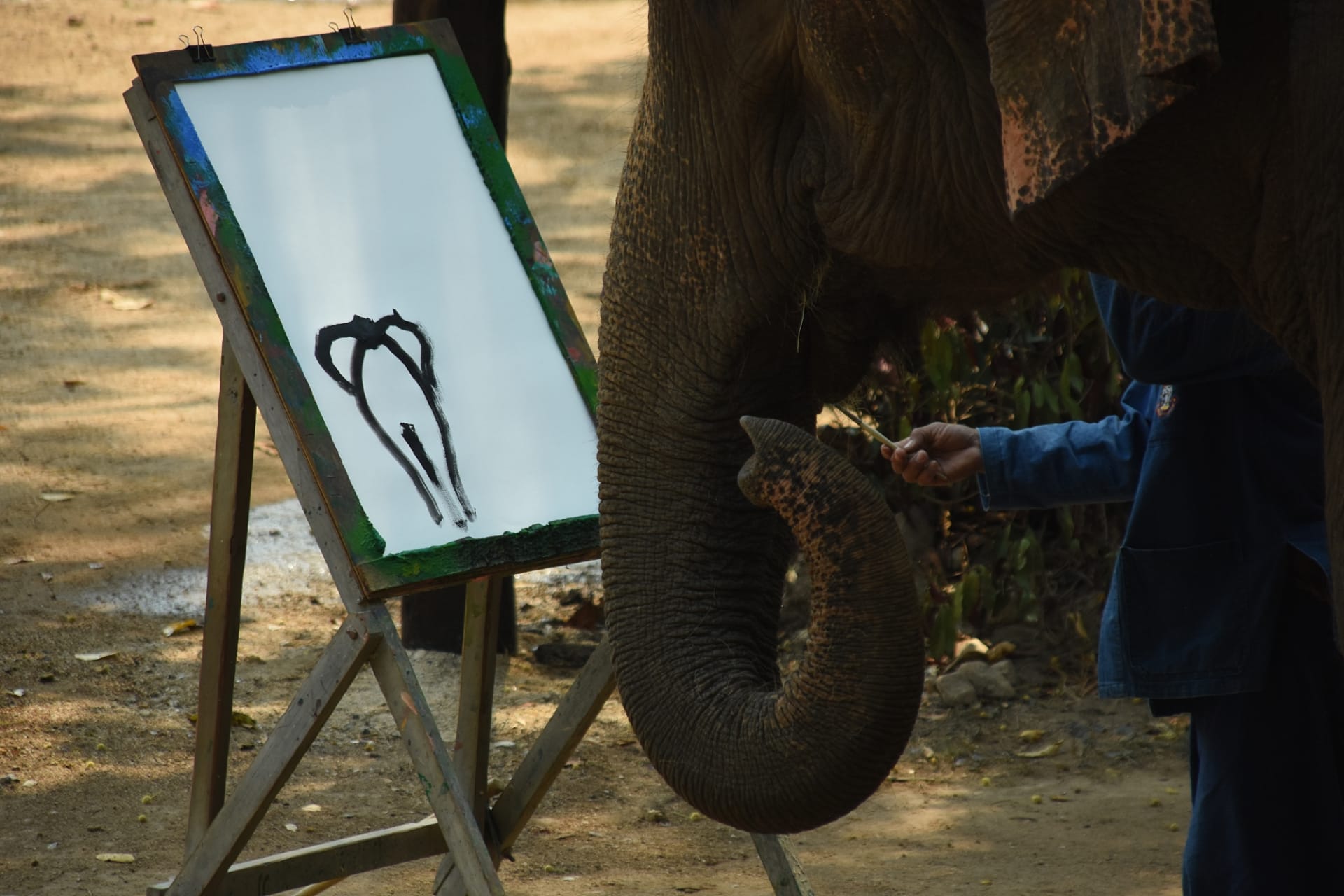 Malující slon, Lampang, severní Thajsko