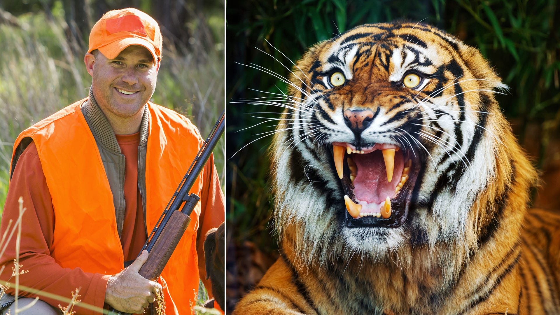 I v Česku můžete lovit tygry