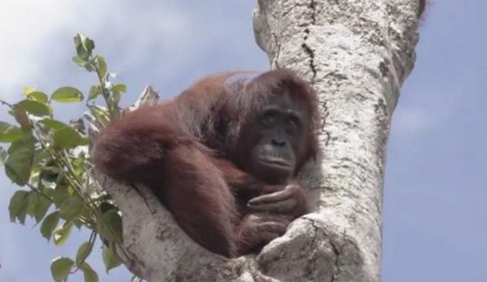 Orangutan na stromě