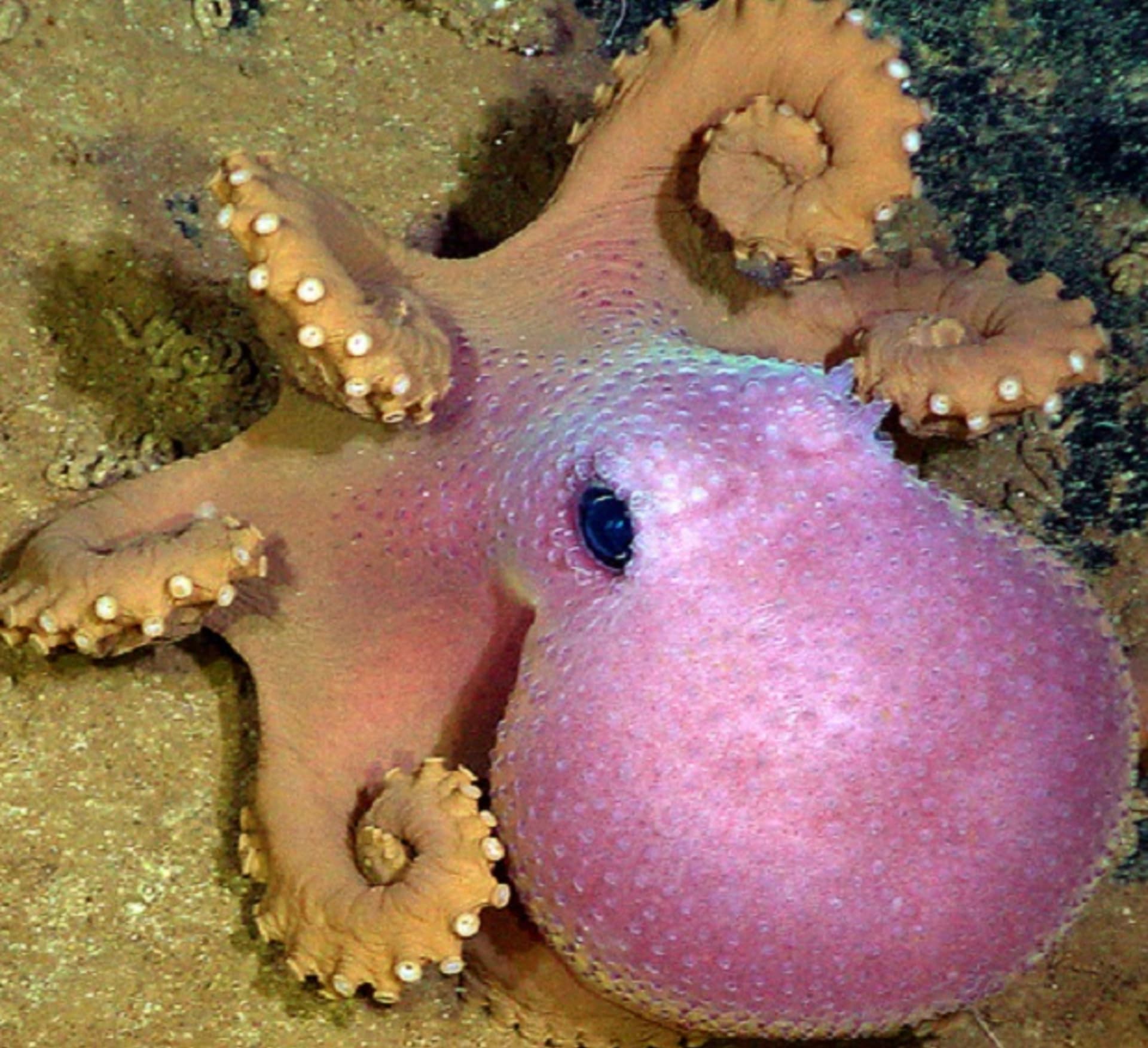 Chobotnice Graneledone boreopacifica