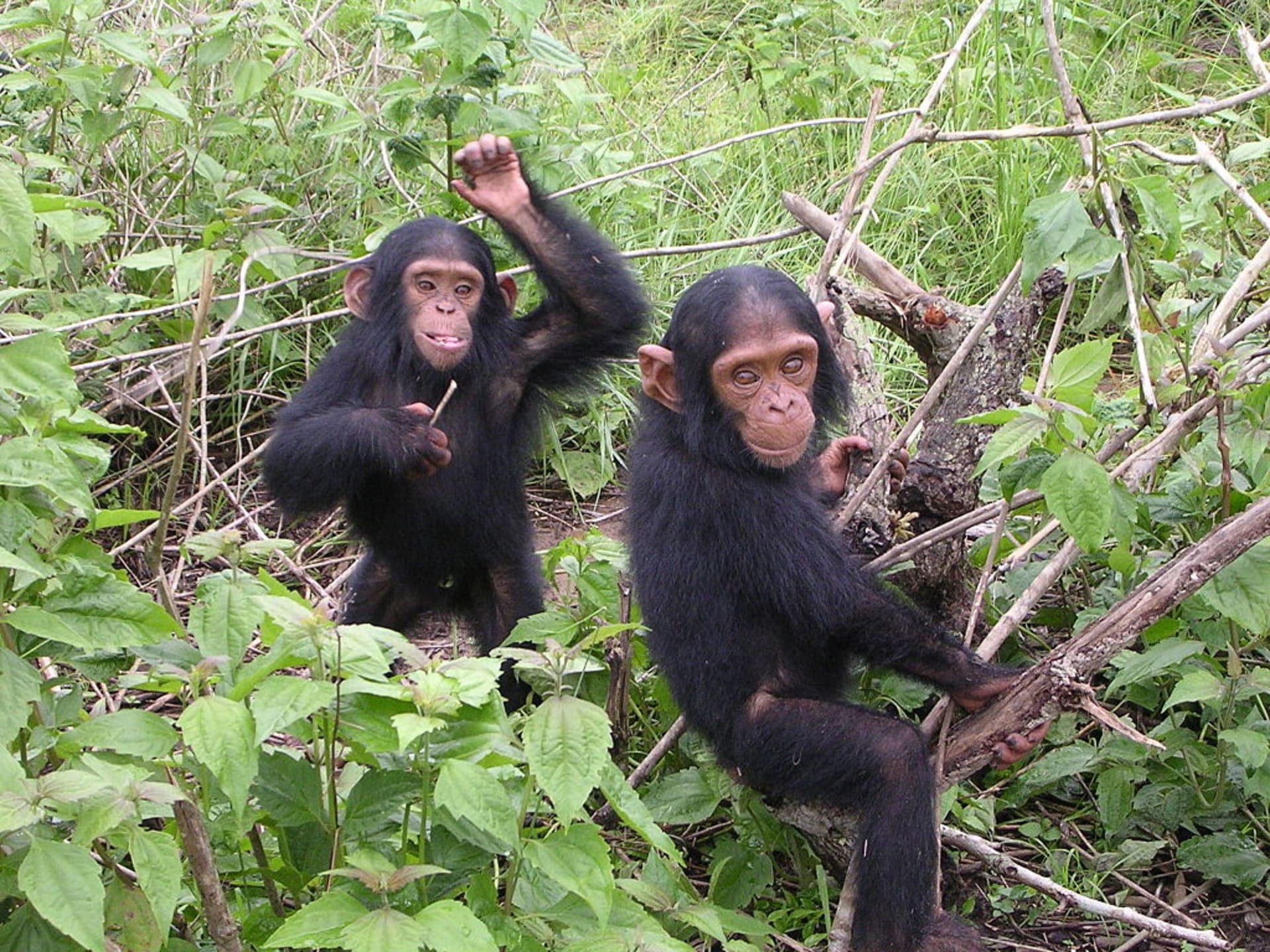 mladí šimpanzi