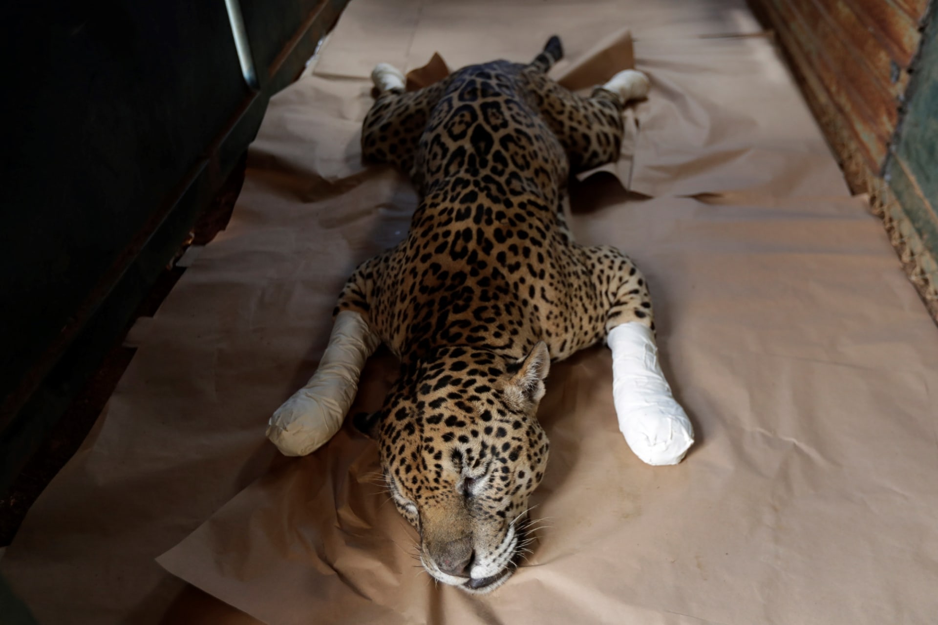 Požáry v Pantanalu ohrožují i vzácné jaguáry