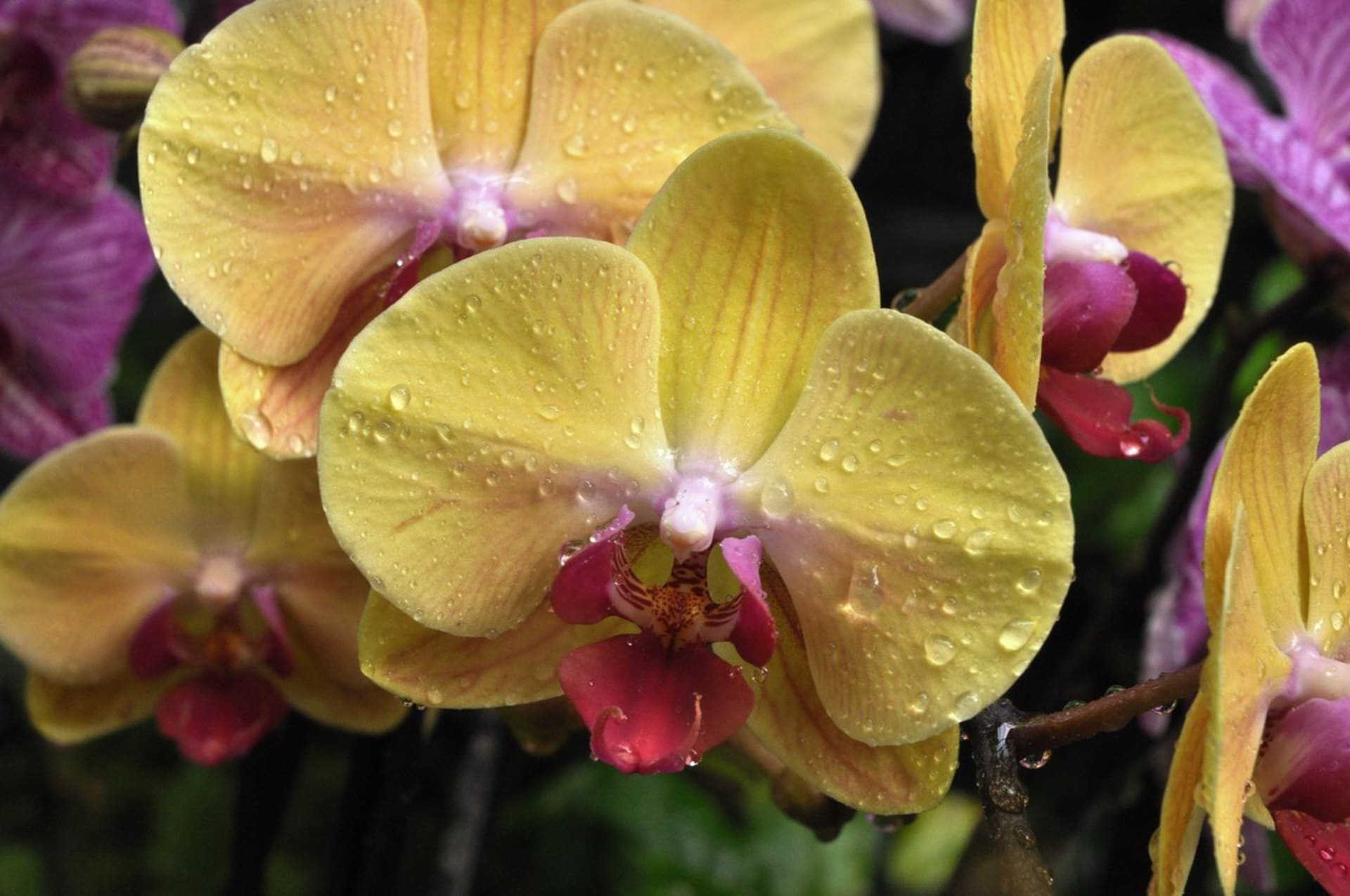 Phalaenopsis ´Golden Beauty Mr Chen´
