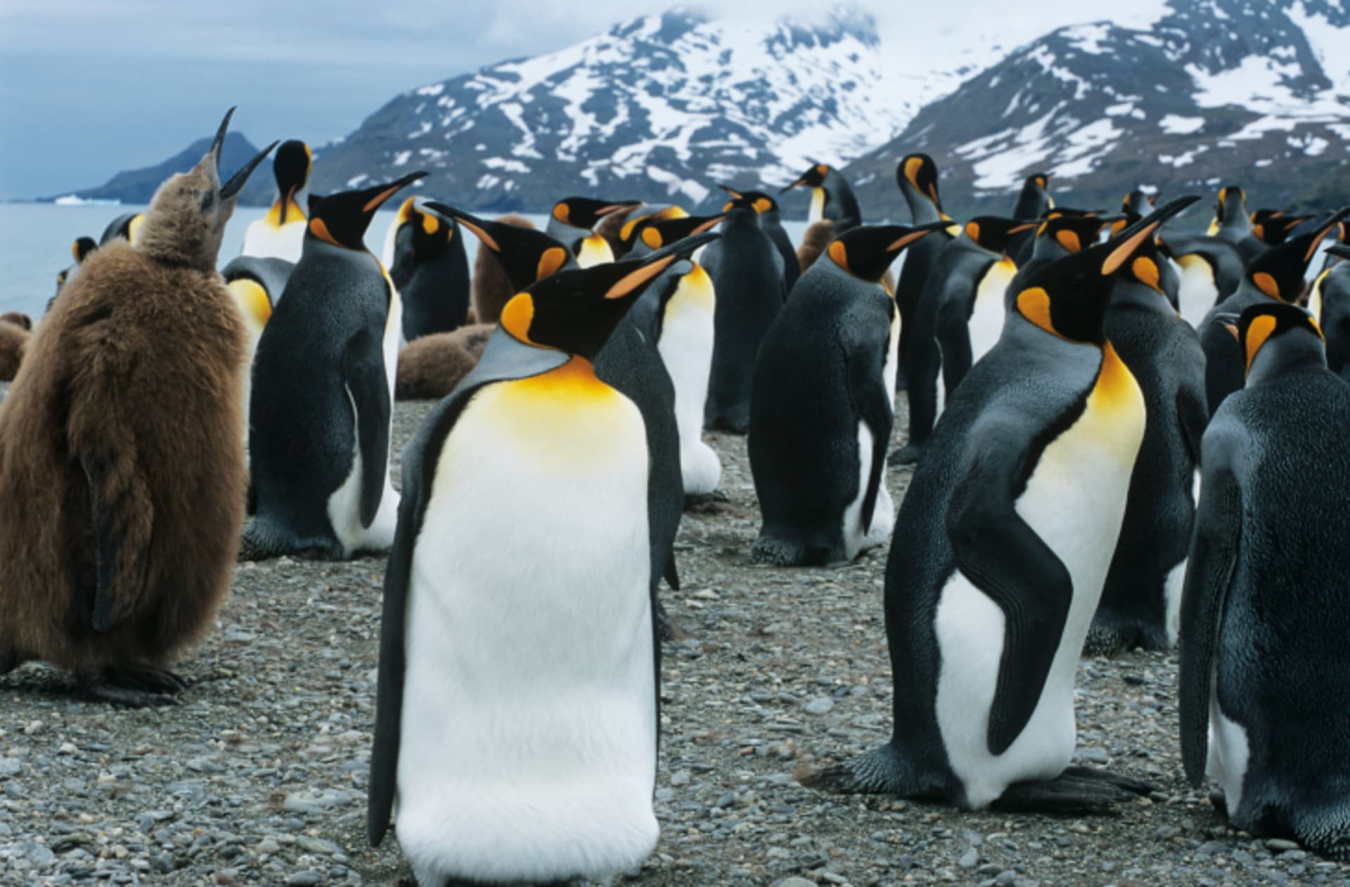 Rodina tučňáků císařských