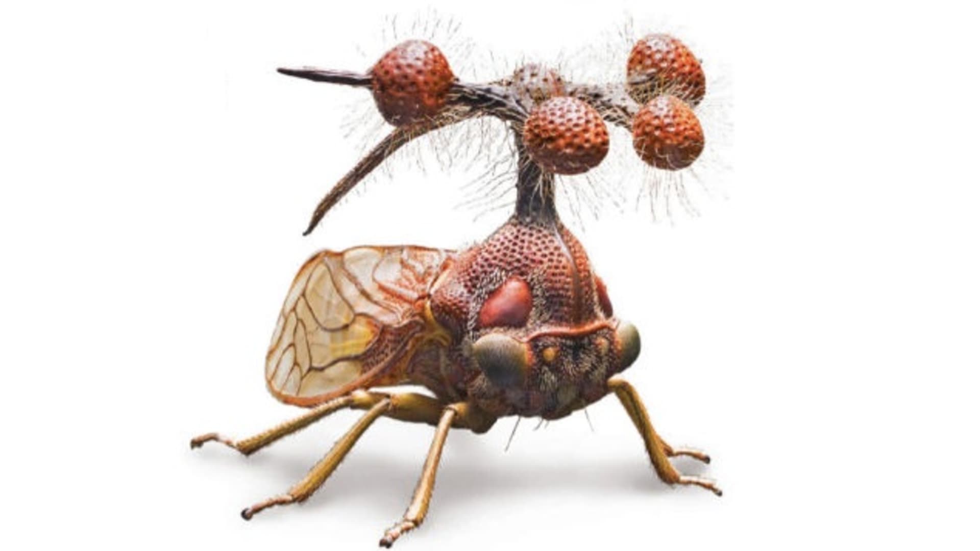 Nejpodivnější hmyz světa