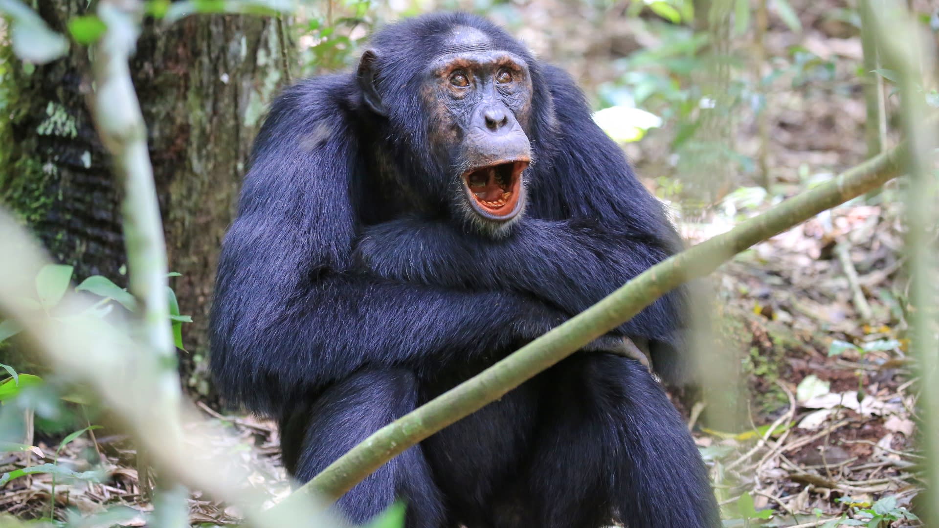 Nelekejte se, šimpanz na této fotce jen zívá
