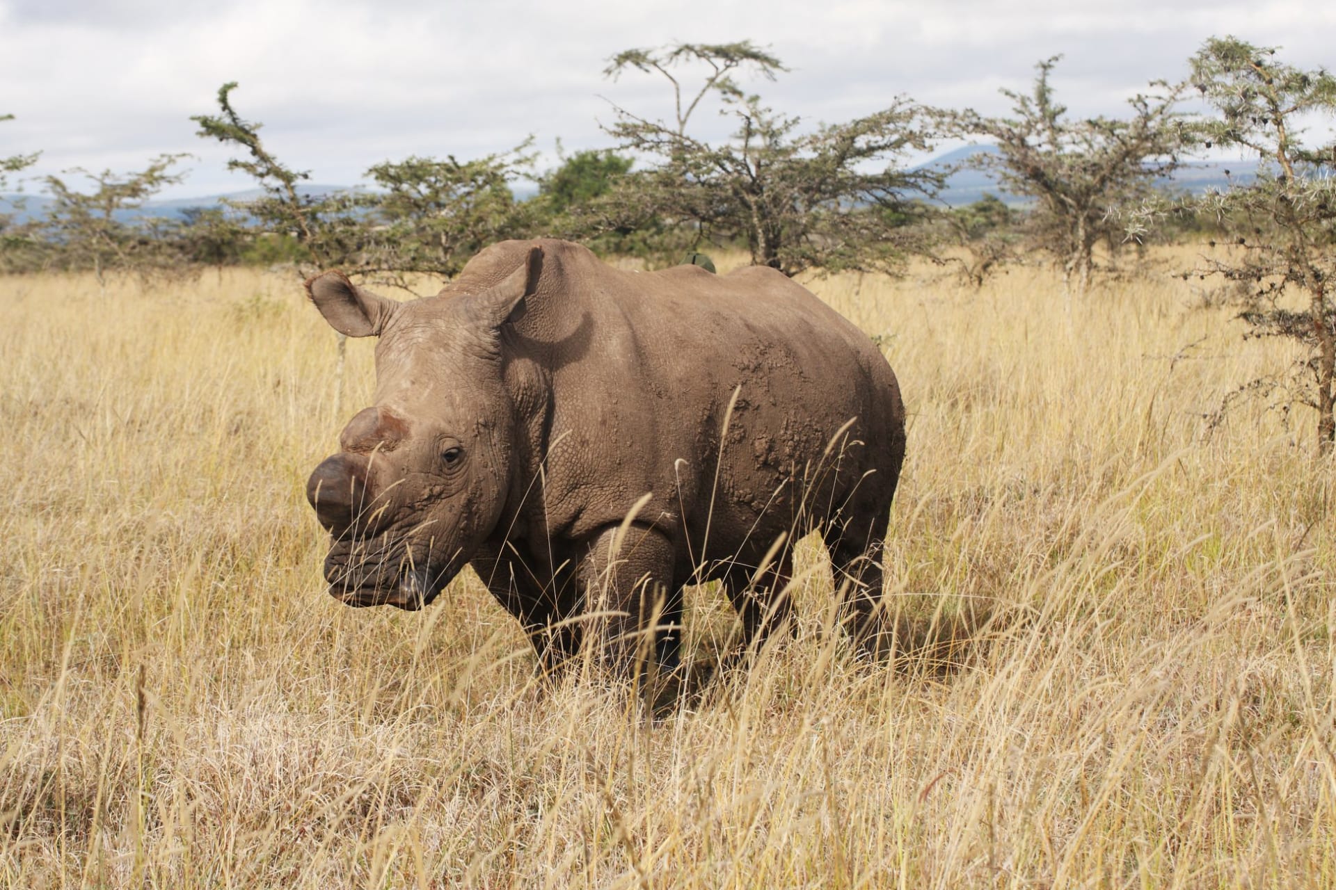 Sudán, nosorožec bílý severní 