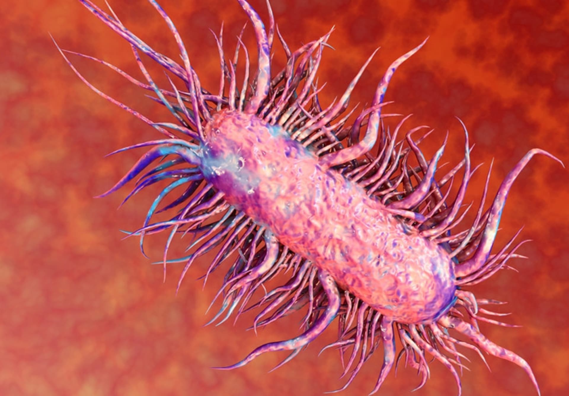 Bakterie E-coli