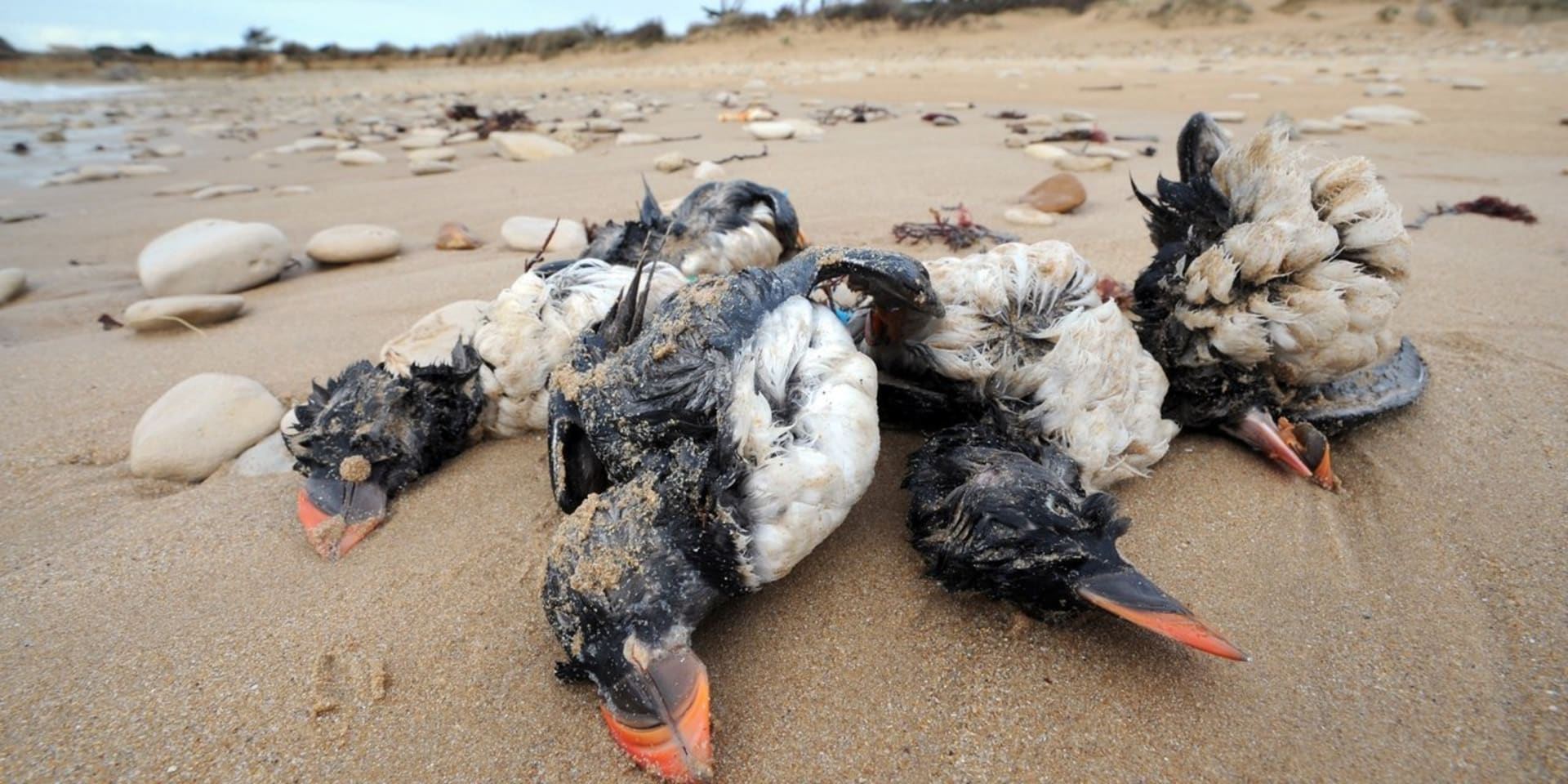 Mrtví ptáci na francouzské pláži...