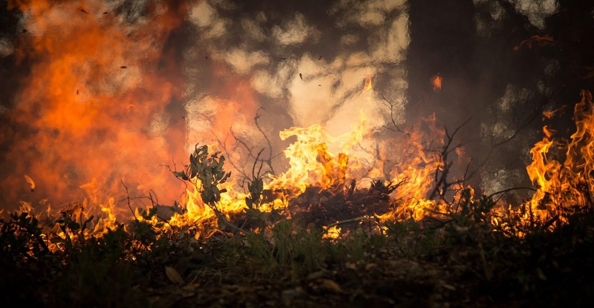 Lesní požár znamená smrt mnoha tvorů