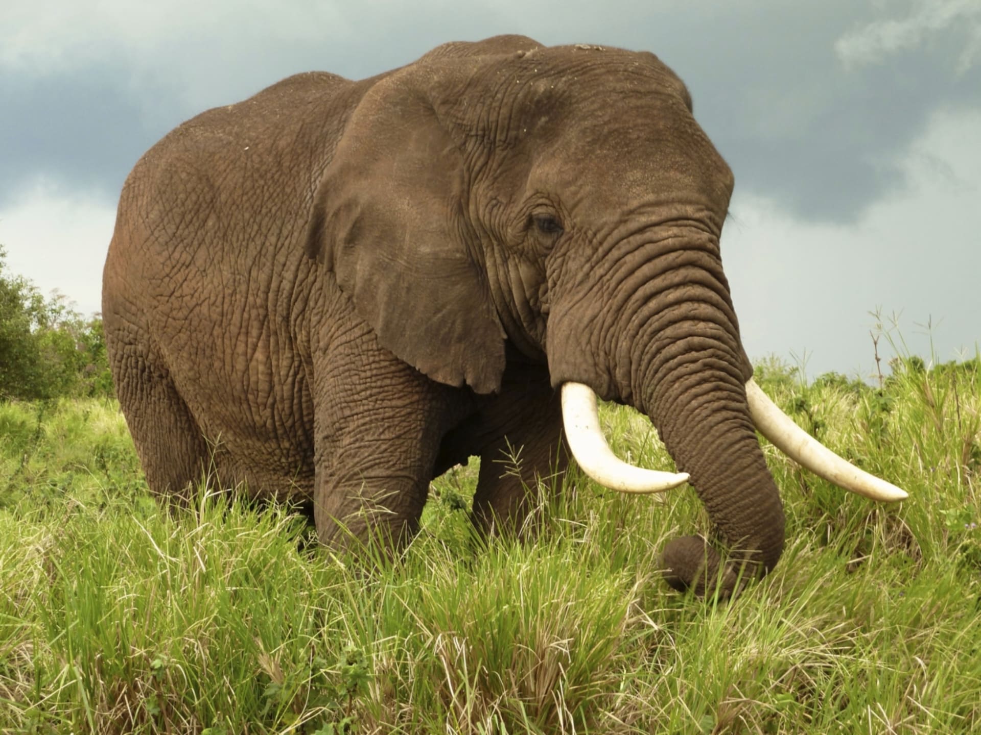 Africký slon