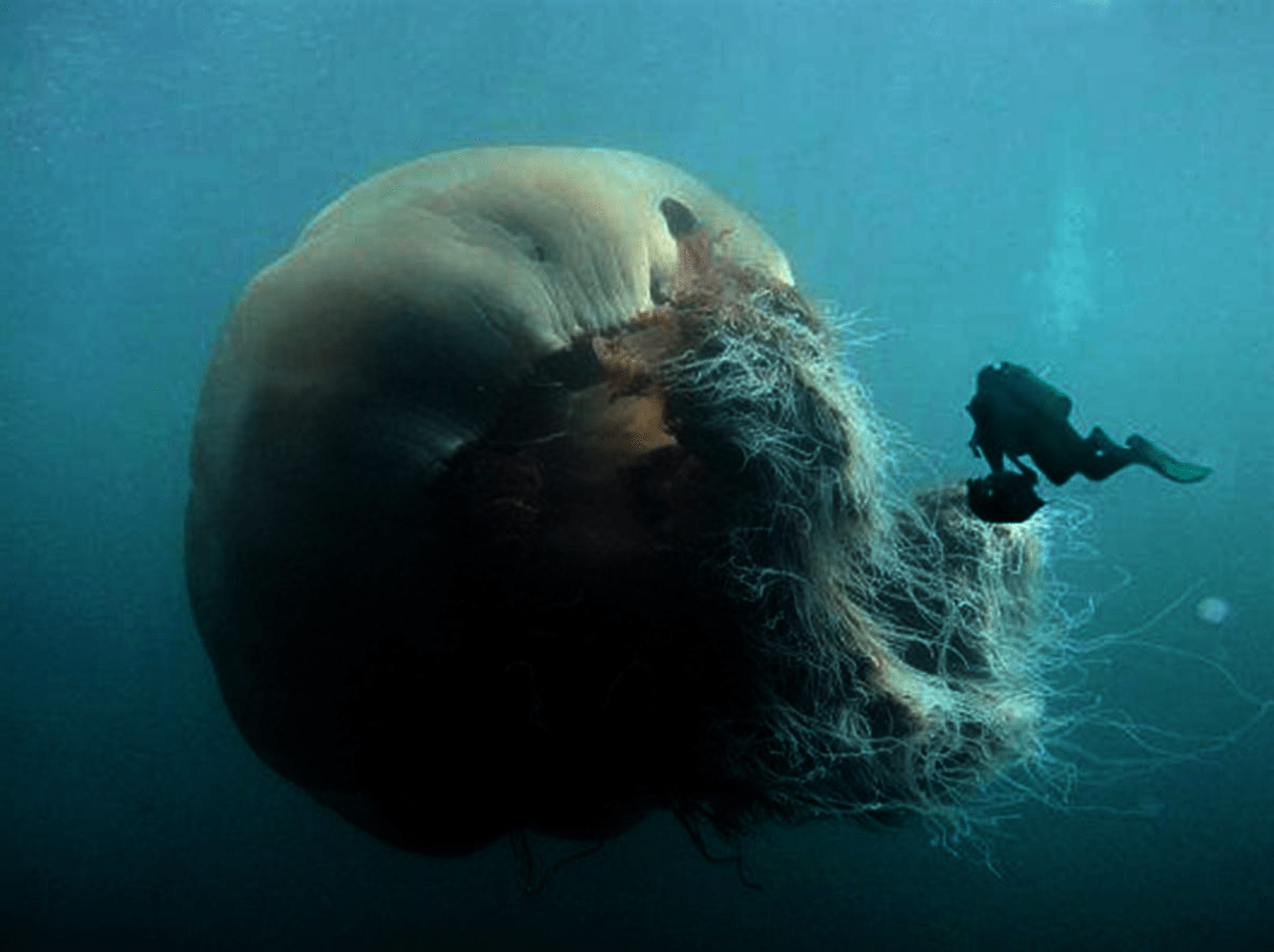 Tato fotografie je známý podovod - takto velké medúzy neexistují!