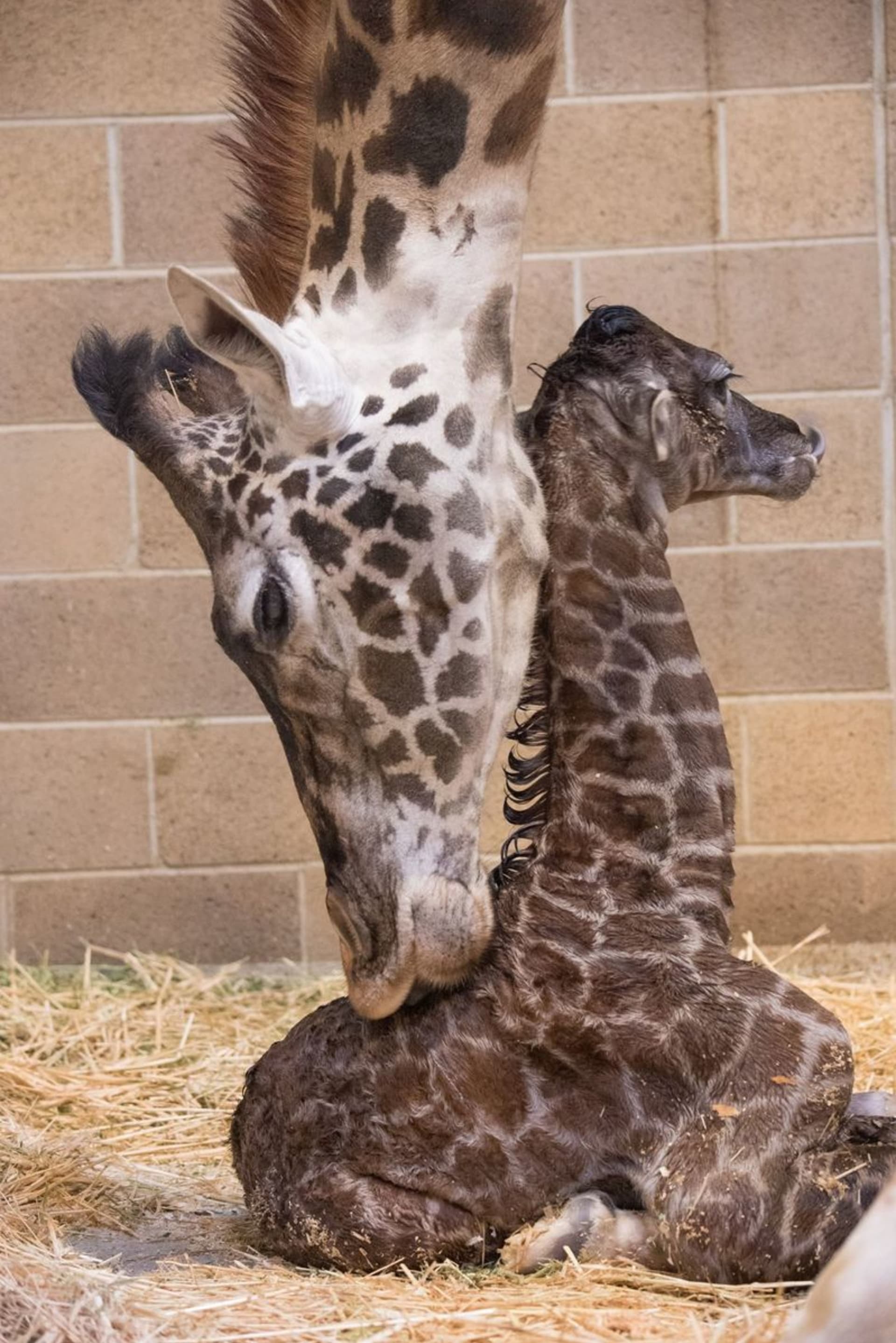 Mládě žirafy ze Sacramento Zoo