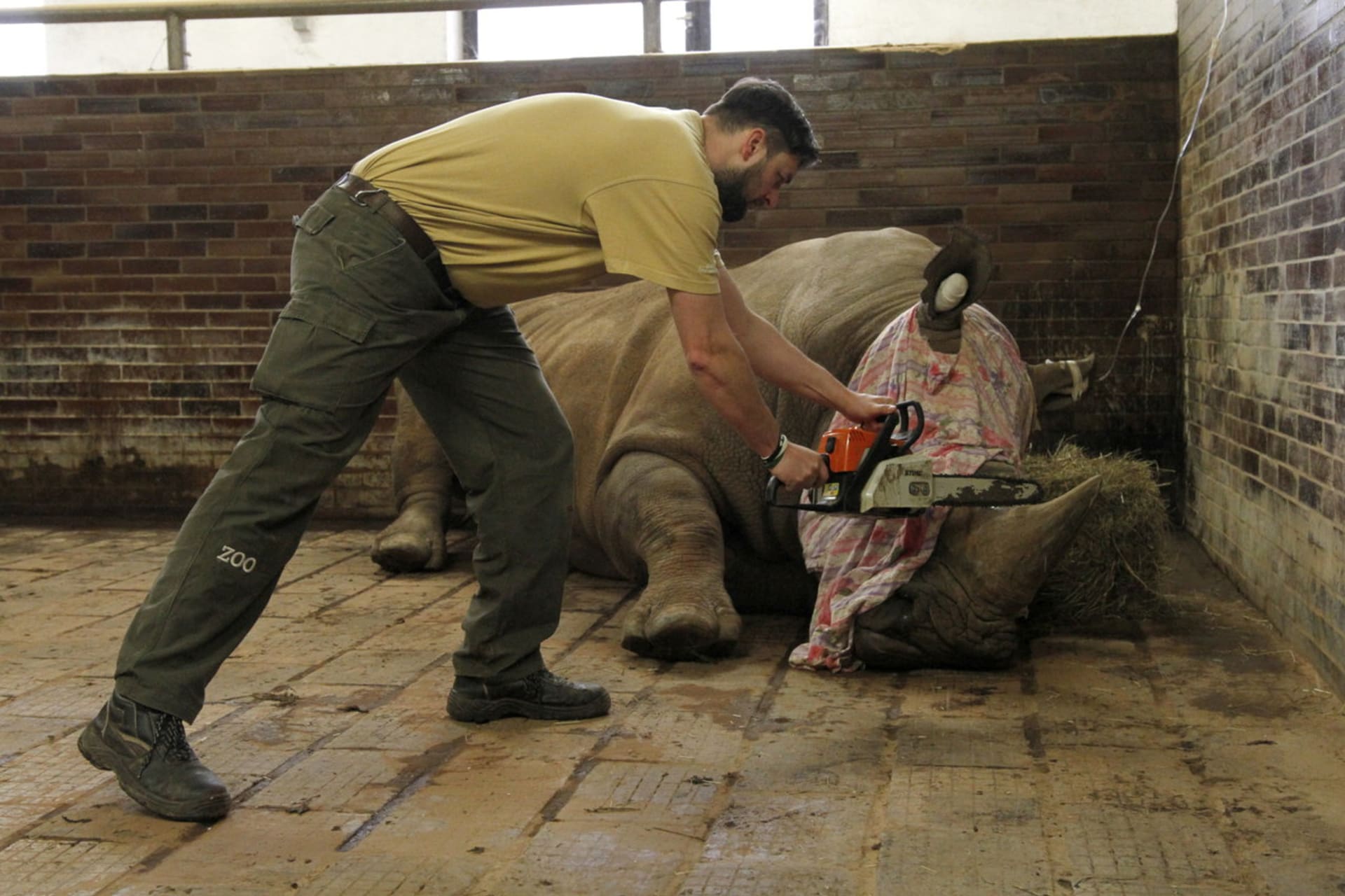 Zkrácení rohu nosorožce Pamira