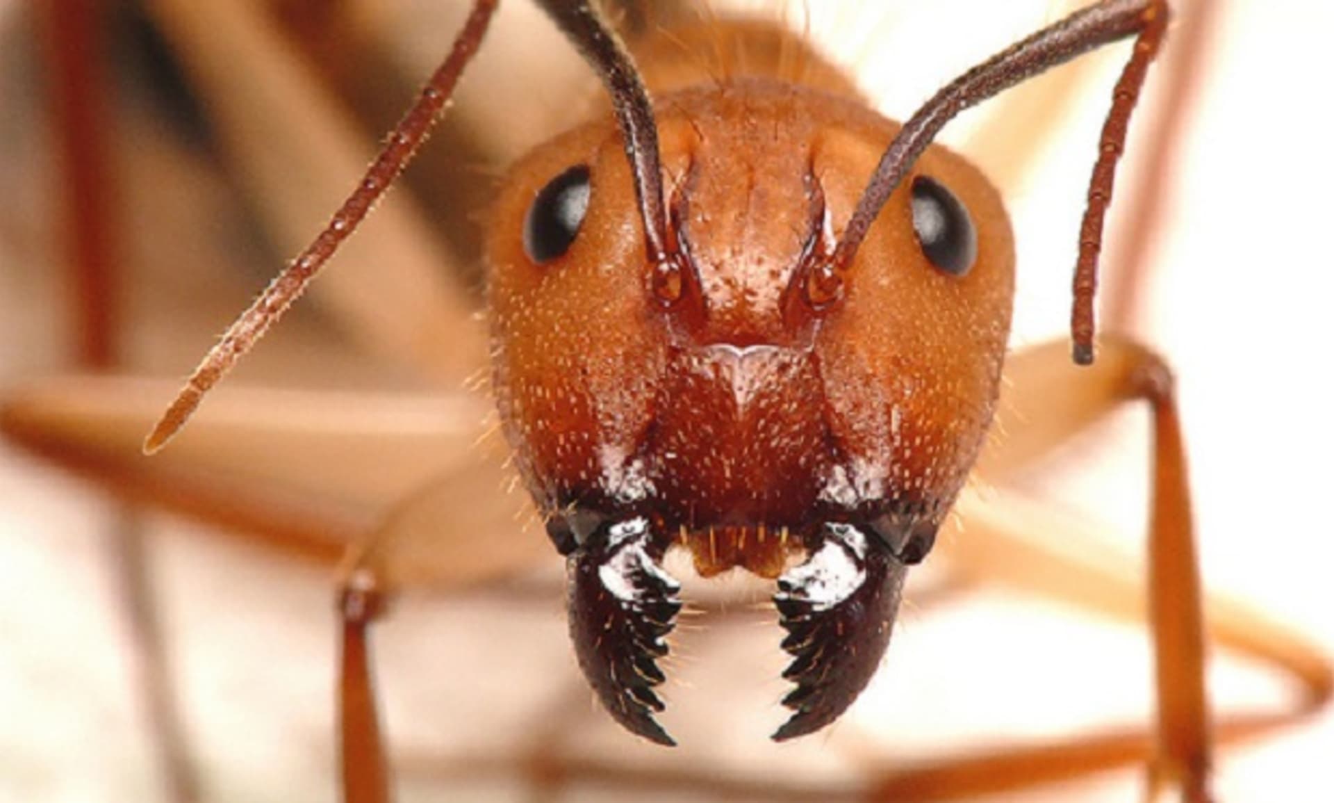 Mravenčí kusadla