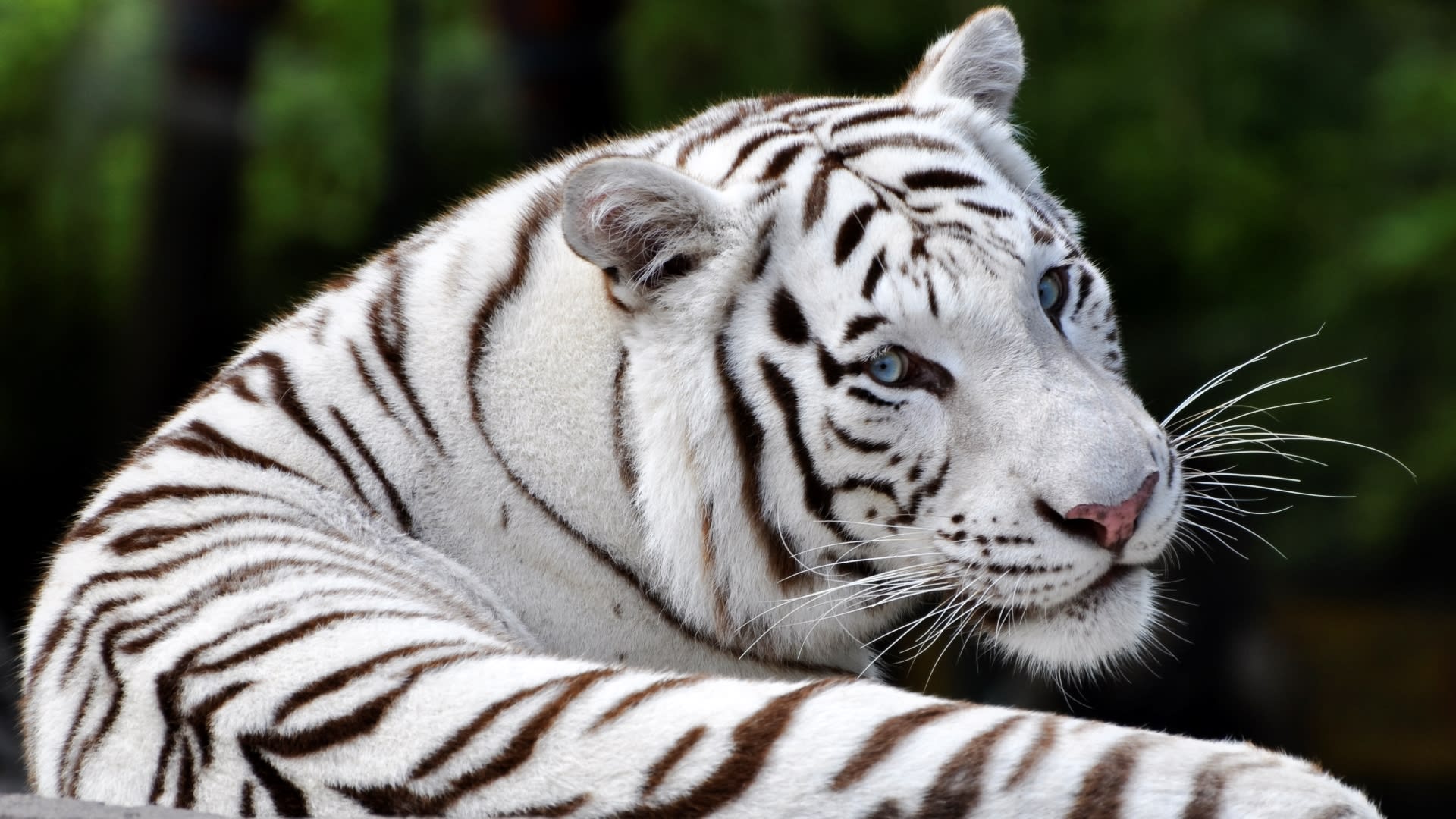 Bílý tygr bengálský