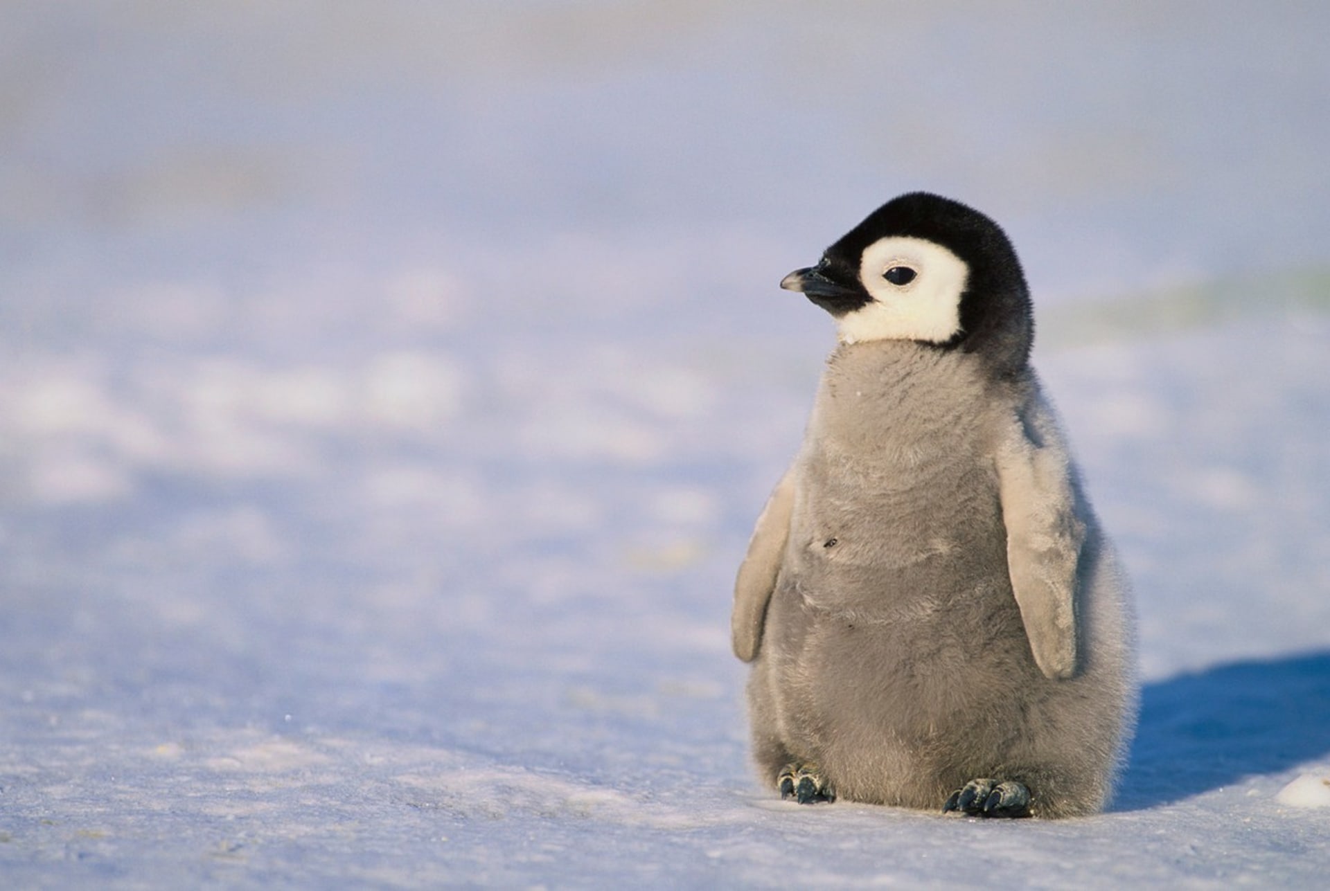 Mládě tučňáka císařského