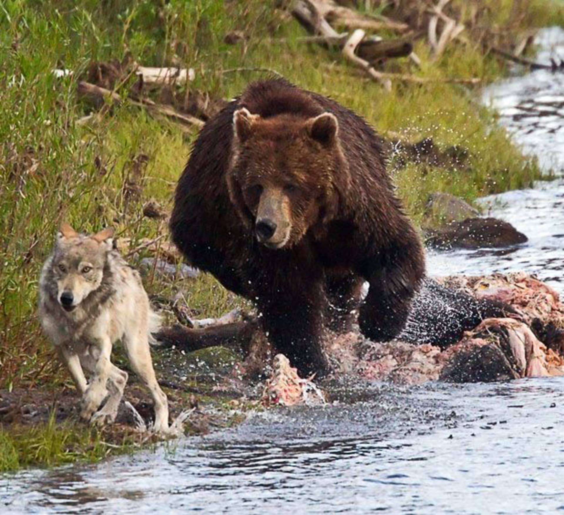 Grizzly proti vlkovi