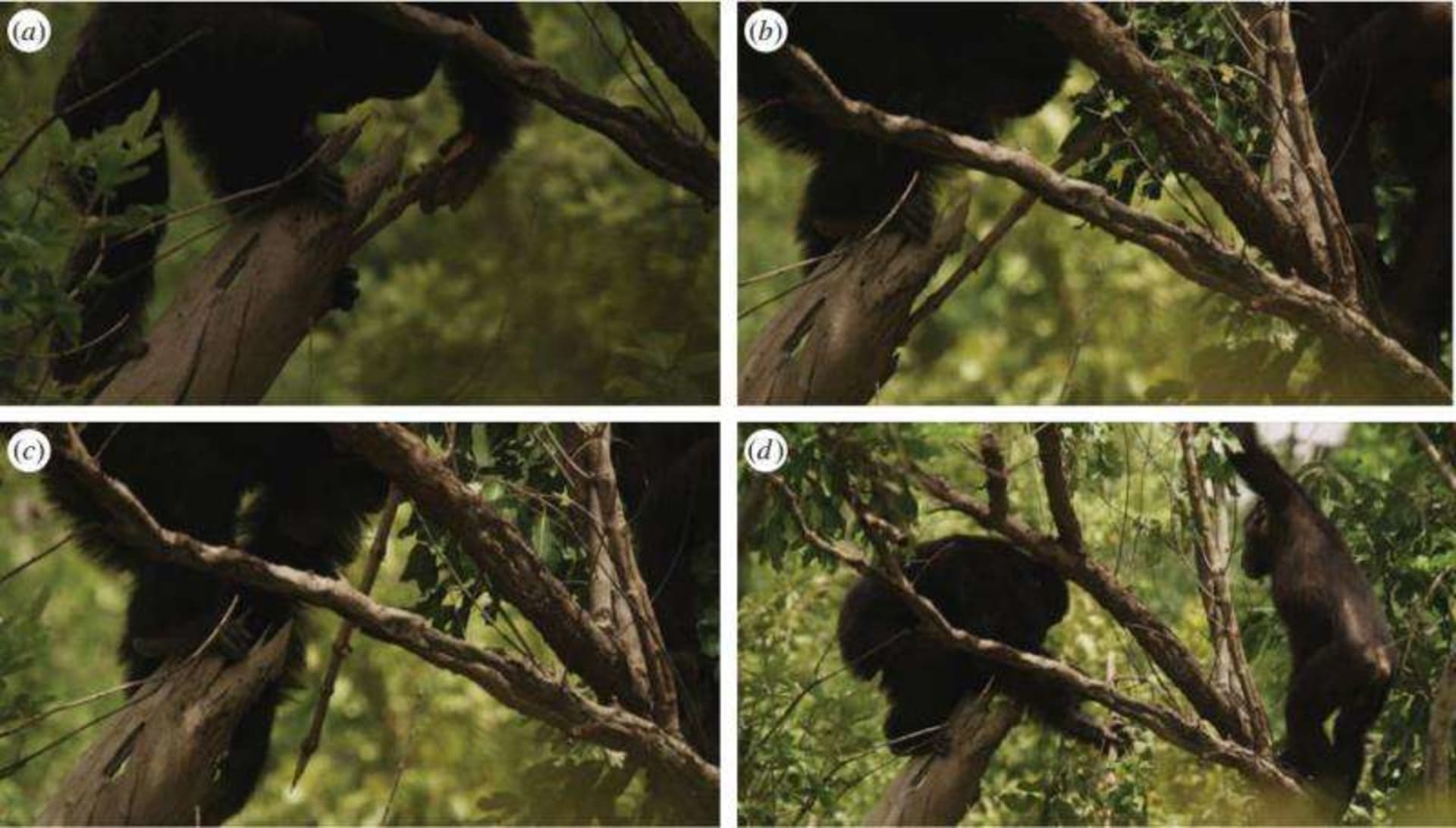 Ozbrojení šimpanzi loví