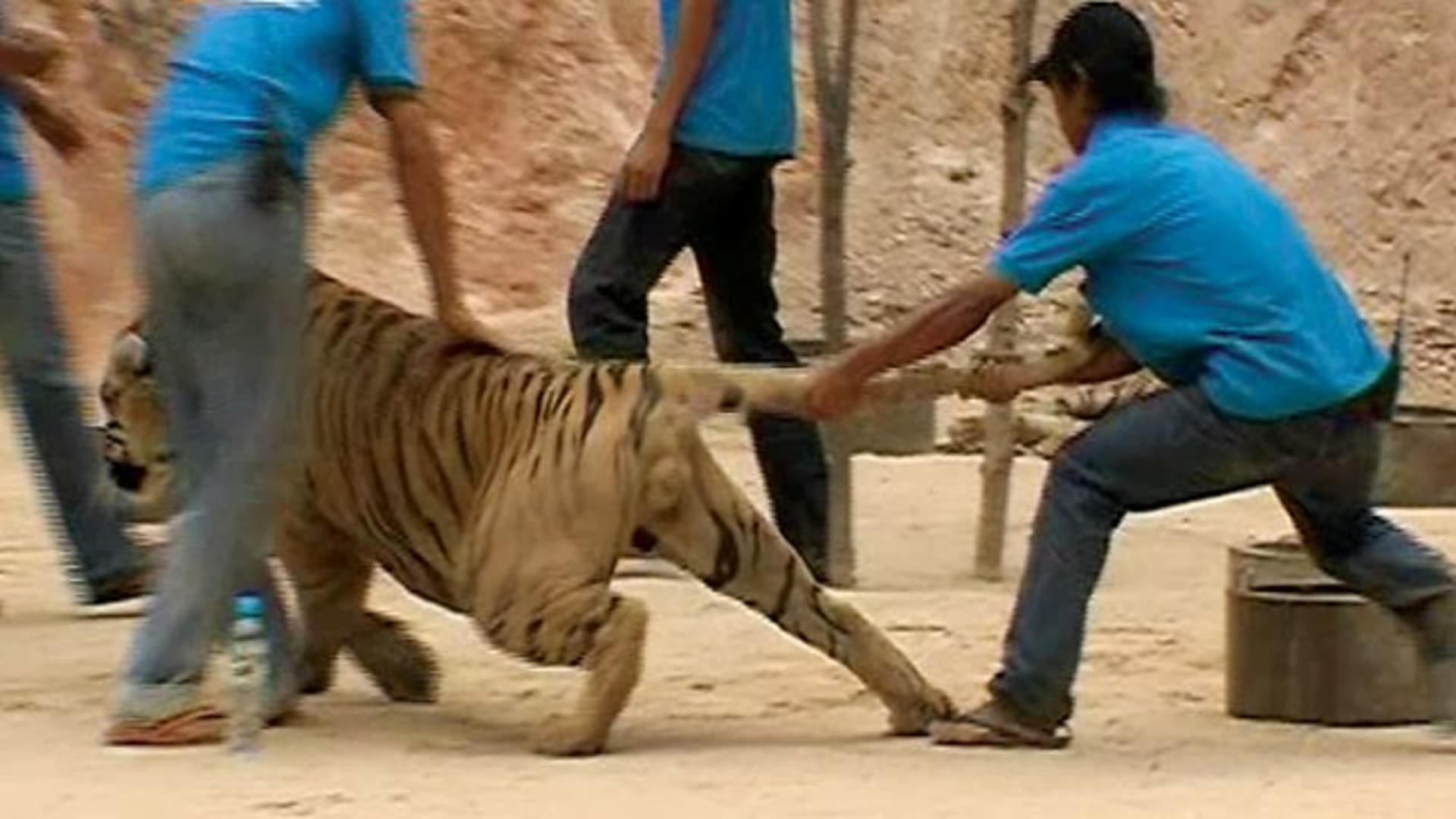 Zneužívání tygrů v Thajsku...