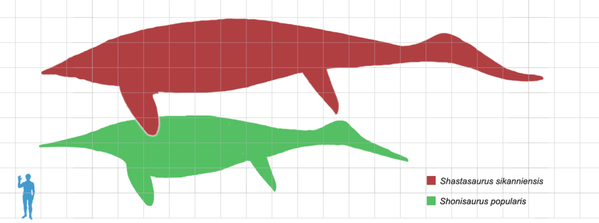 Porovnání velikosti nově objeveného ichtyosaura s člověkem