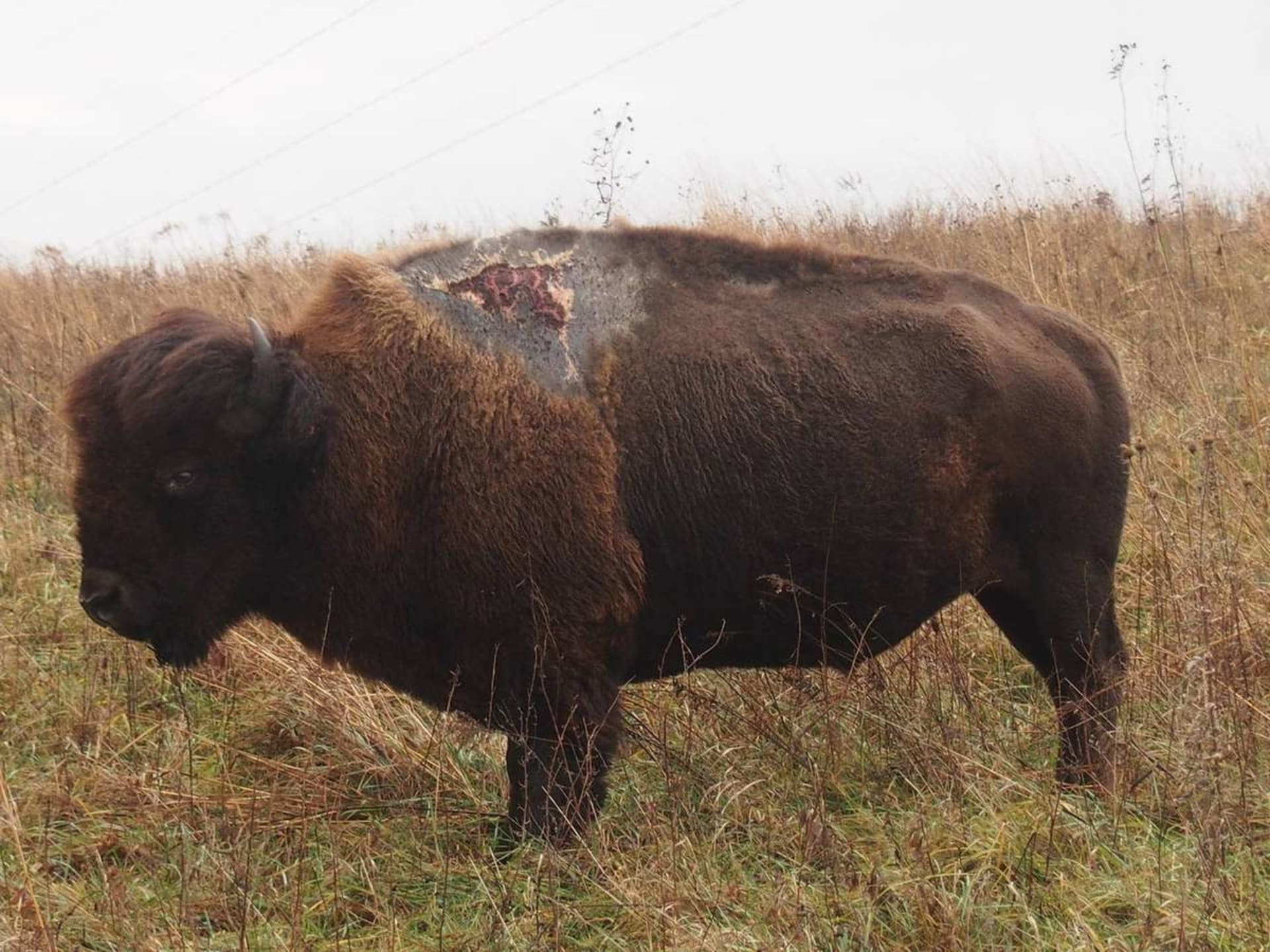 Sparky, bizon zasažený bleskem