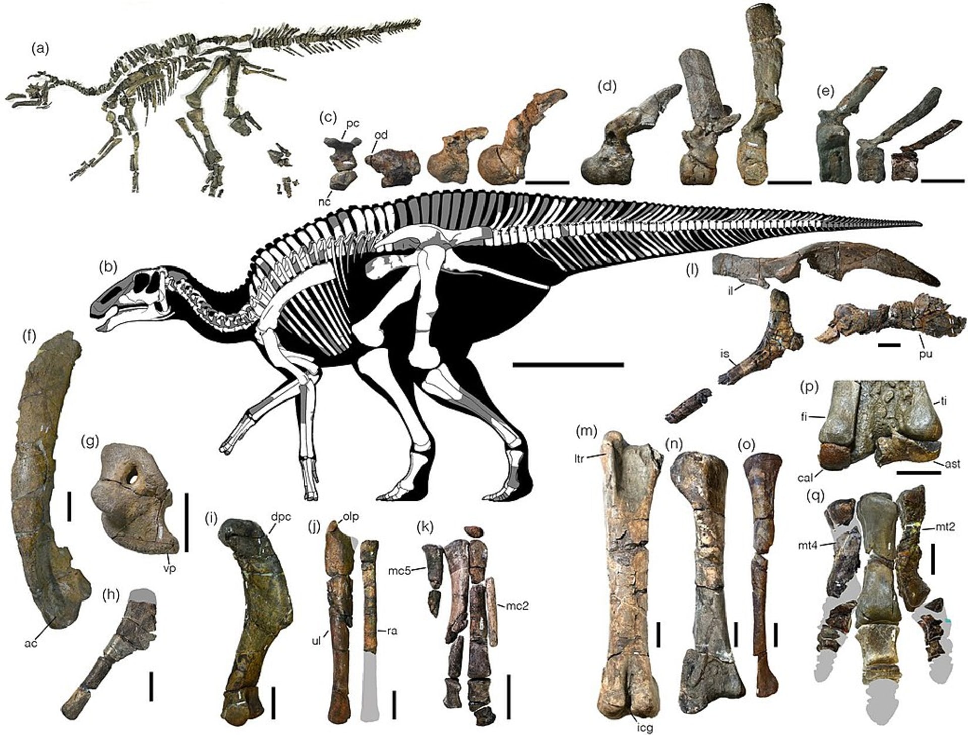 Kosterní diagram a snímky holotypu kamuysaura