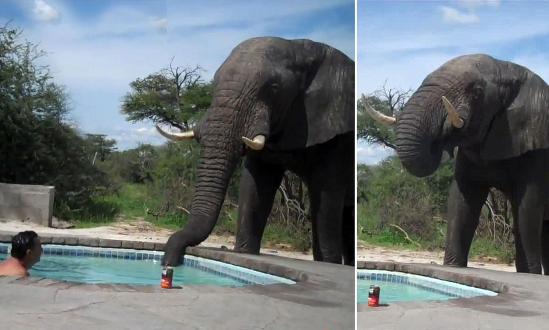 Slon u bazénu