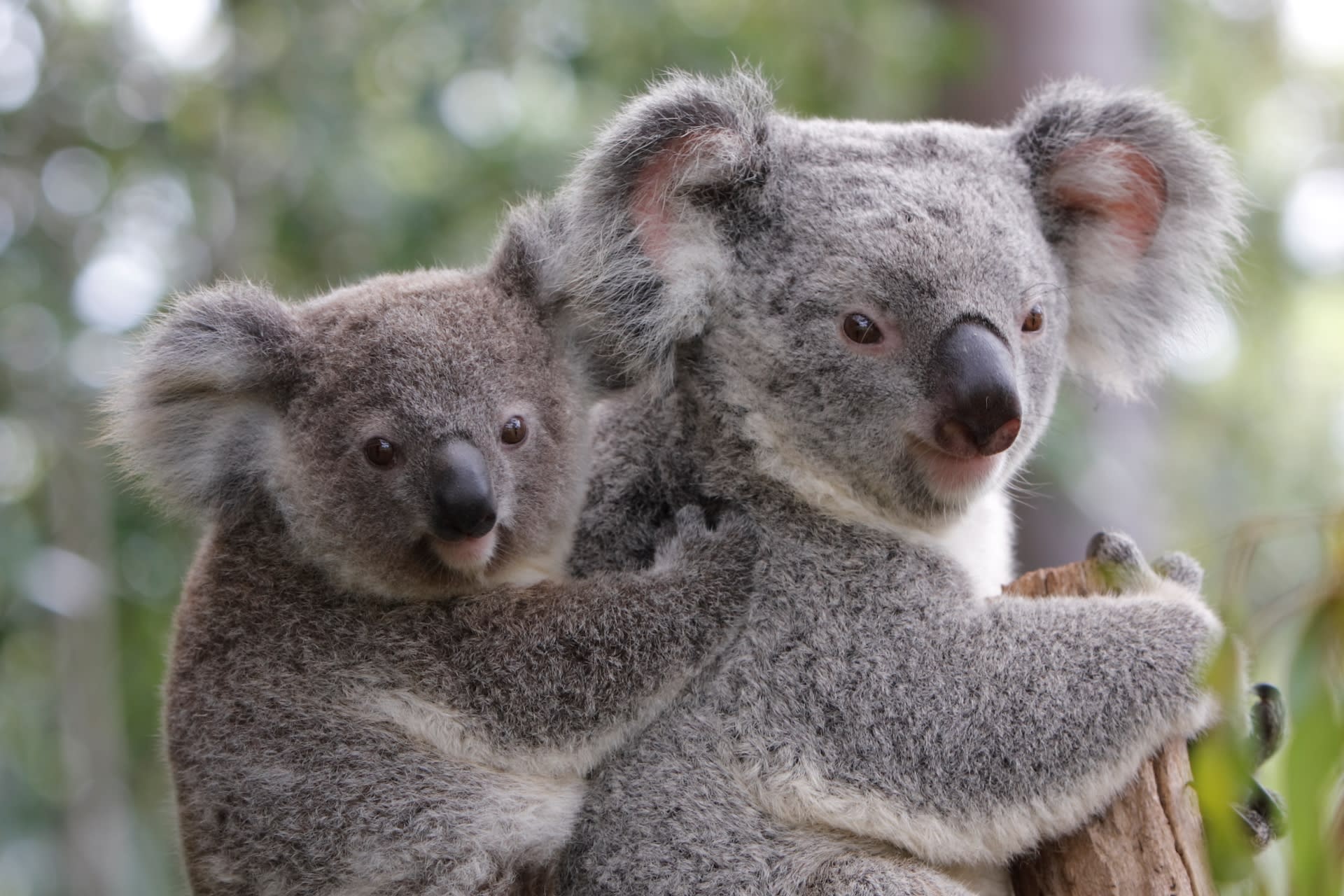 australie koala 2