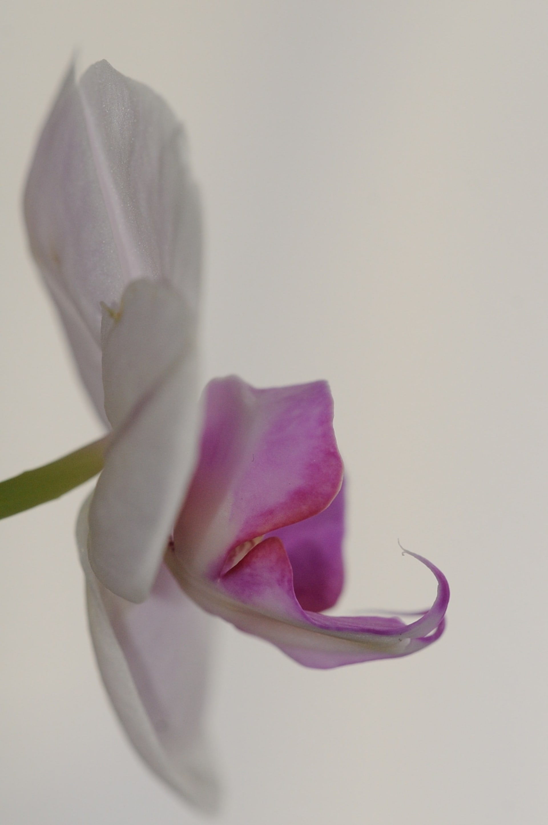 Orchidej rodu Phalaneopsis
