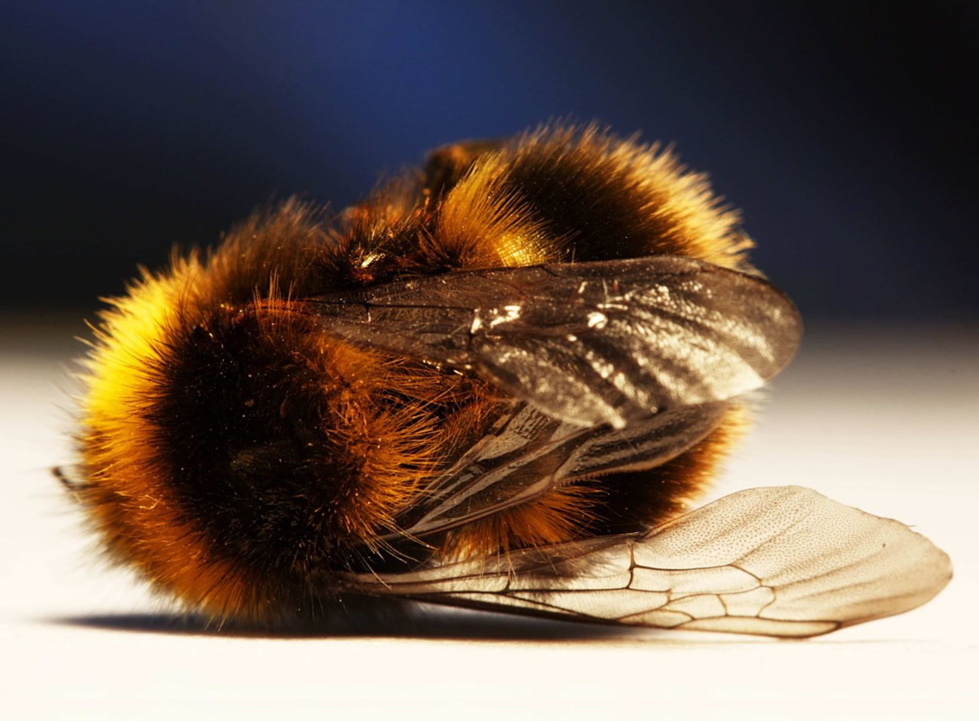 Mrtvá včela