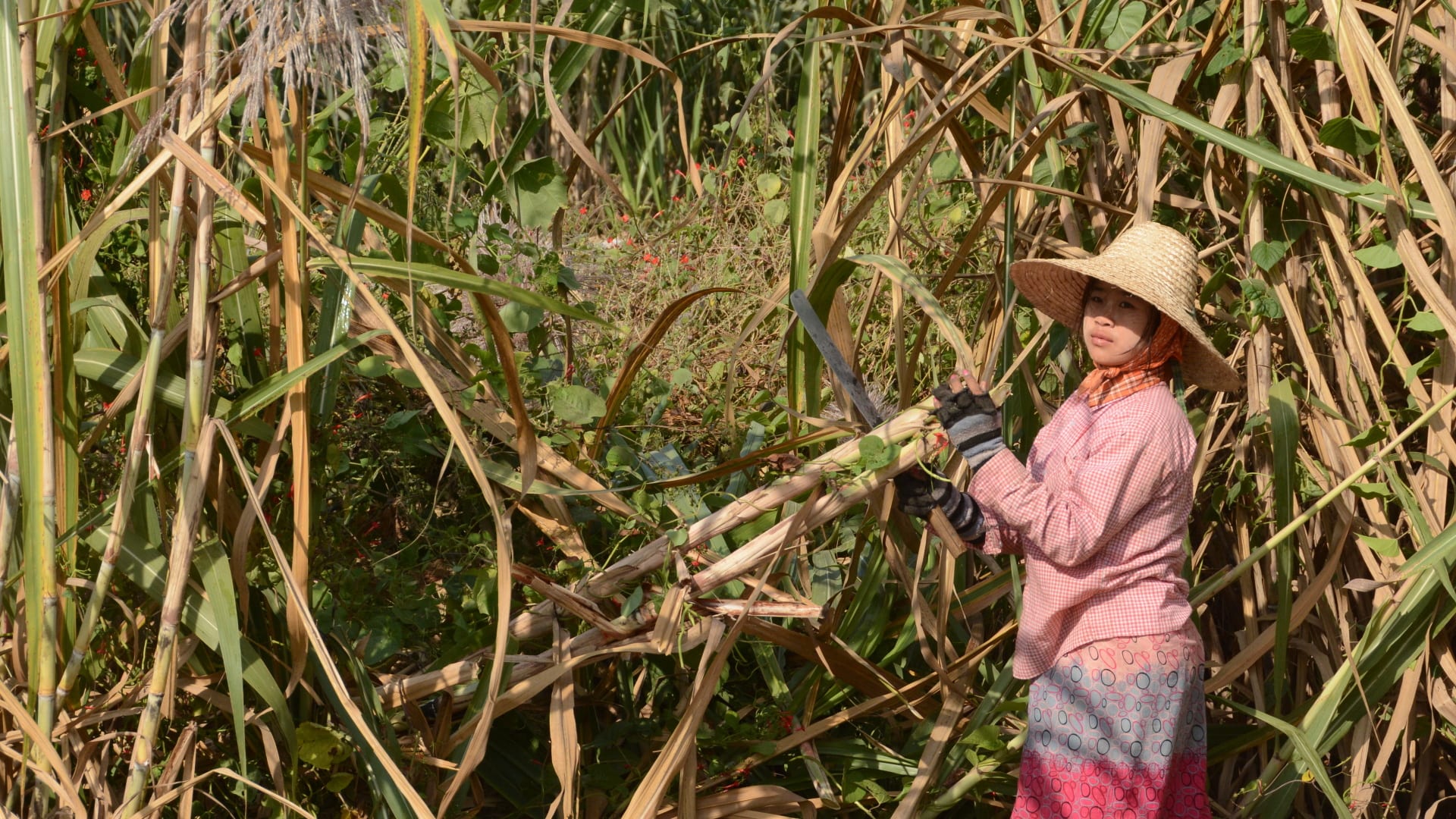 Barmská dělnice na poli cukrové třtiny
