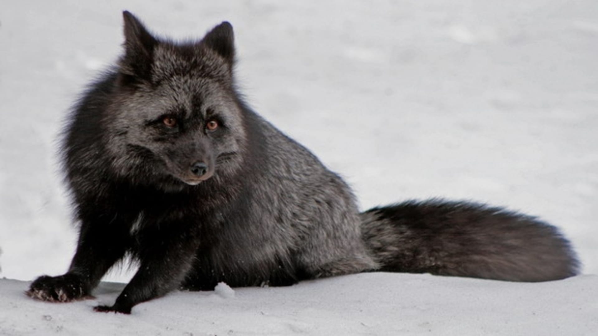 Černá forma polární lišky