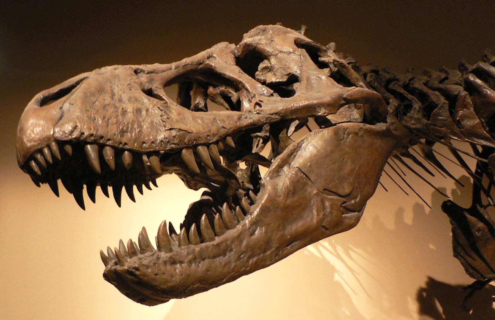 Lebka a část kostry druhu Tyrannosaurus rex