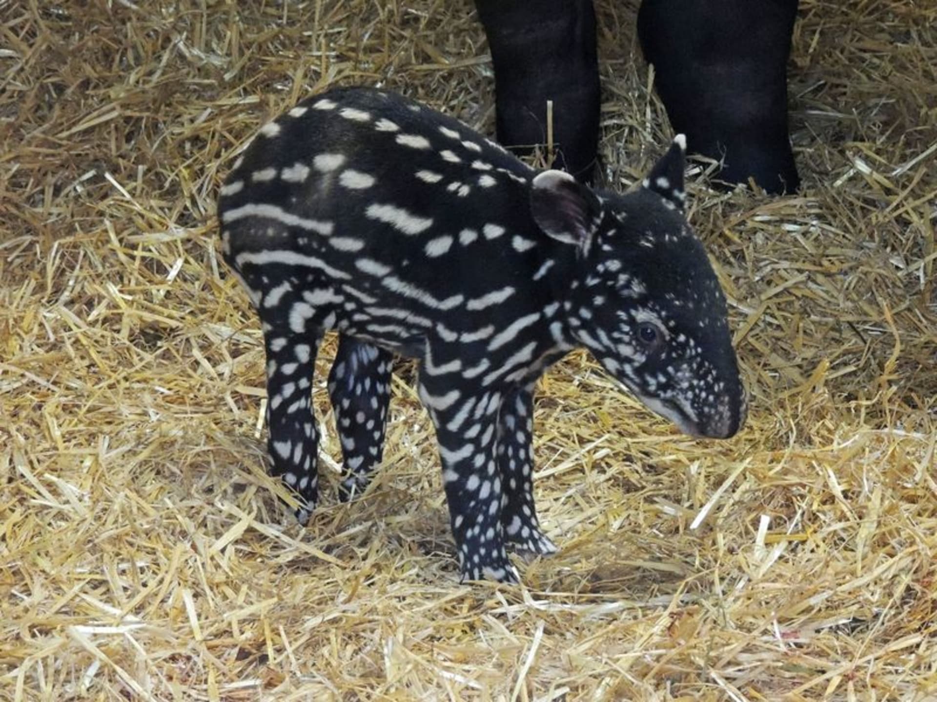 Mládě tapíra čabrakového - Obrázek 1