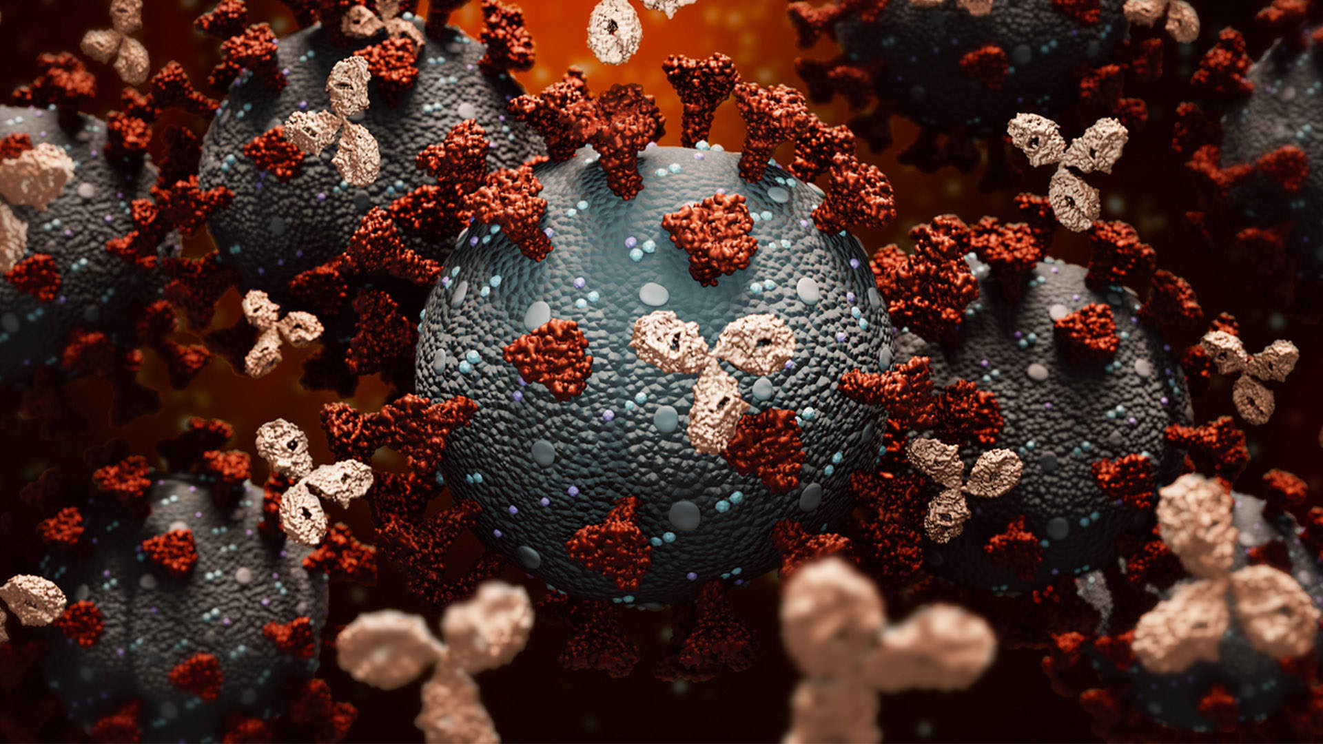 Monoklonální protilátky a virus SARS-CoV-2