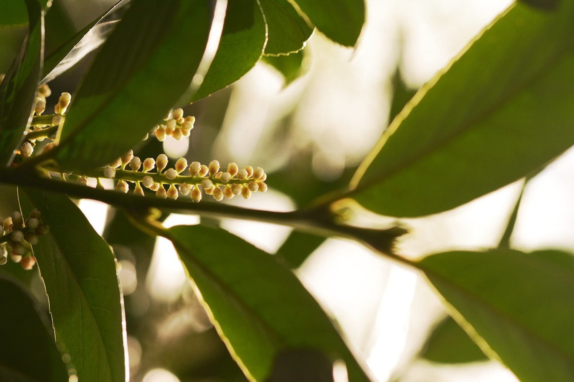 Bobkovišeň lékařská (Prunus laurocerasus)