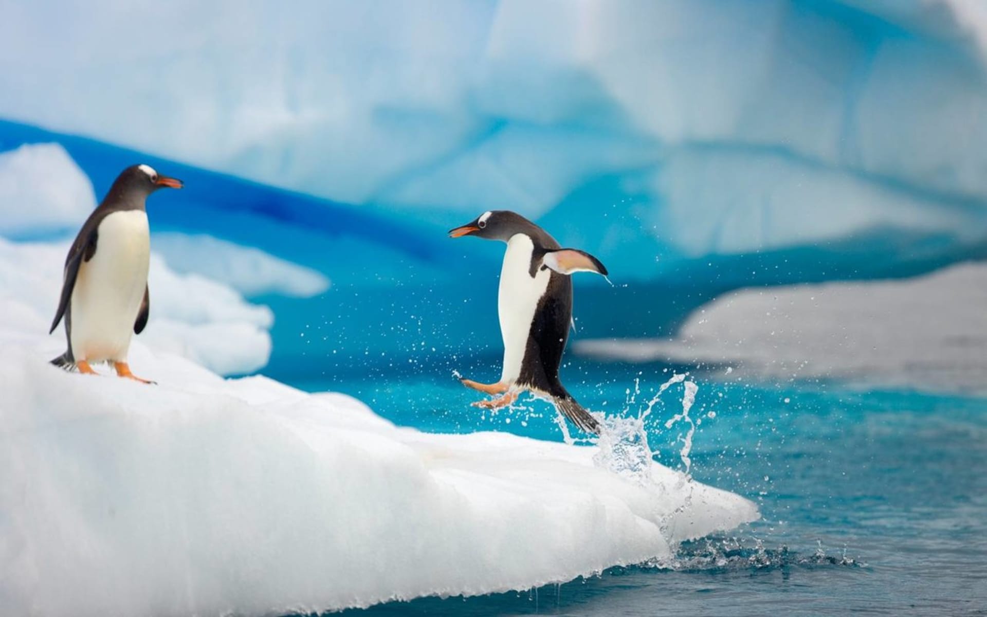 Tučňáci na ledu