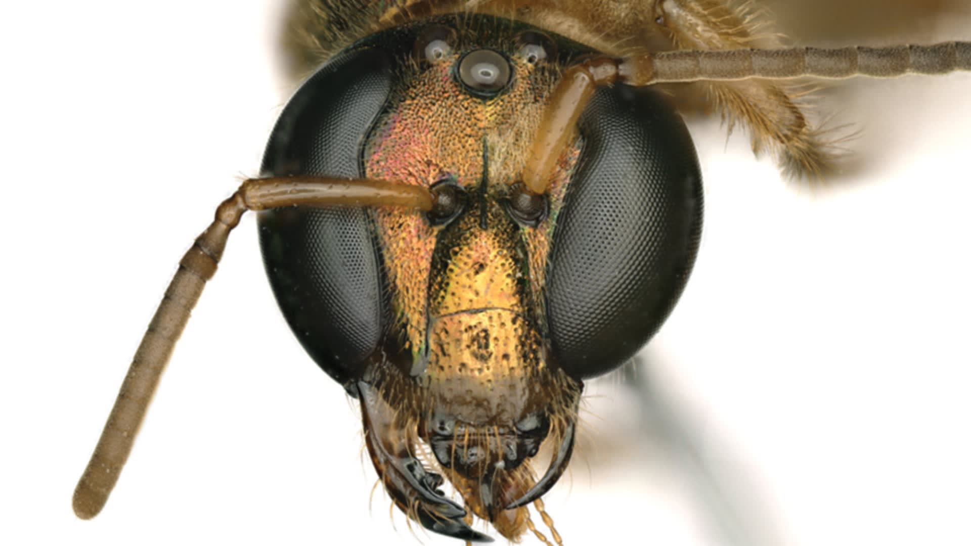 Gynandromorfní včela z Panamy